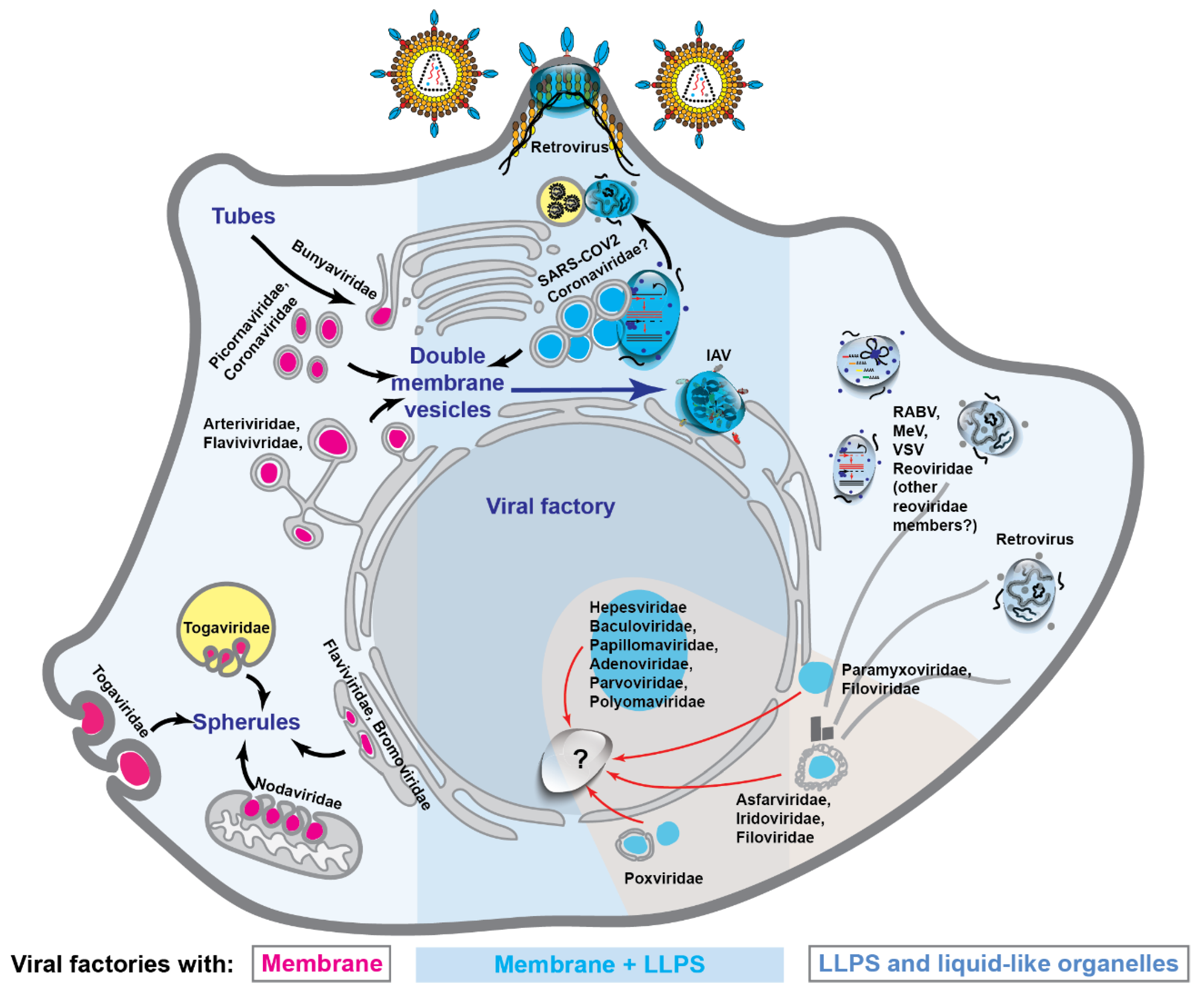 Viruses 13 00366 g004 Viruses 13 00366 g004