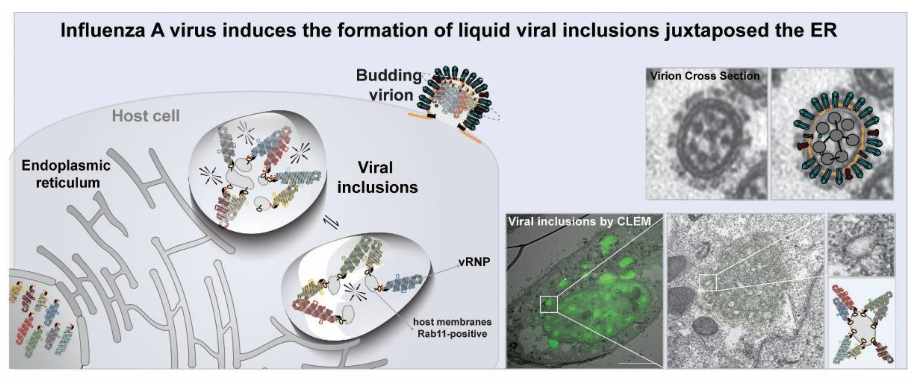 Viruses 13 00366 g006 Viruses 13 00366 g006