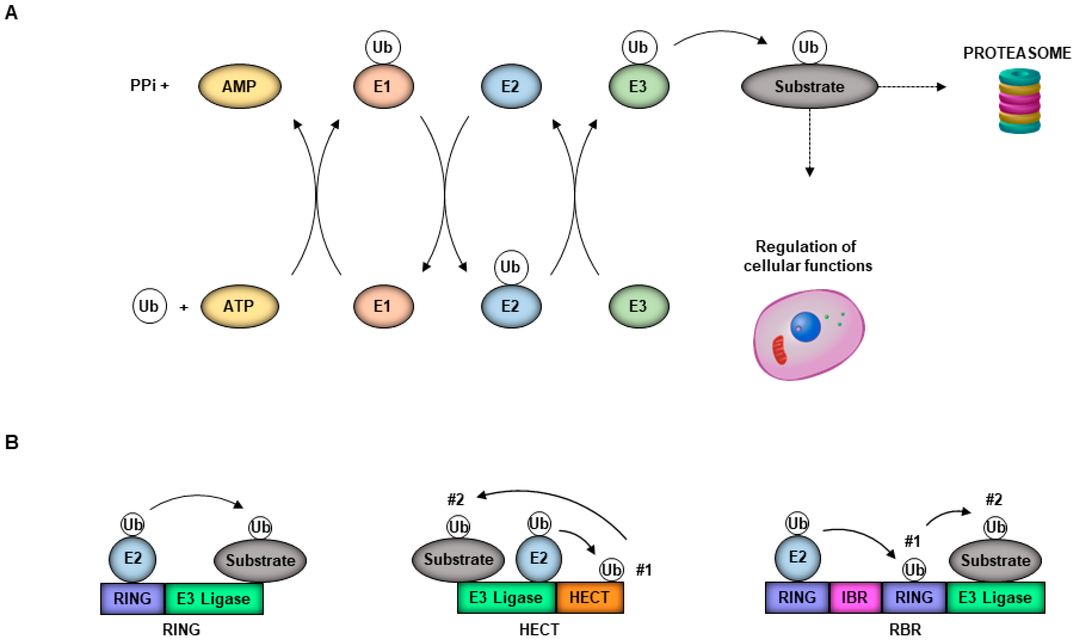 Viruses 13 00369 g001