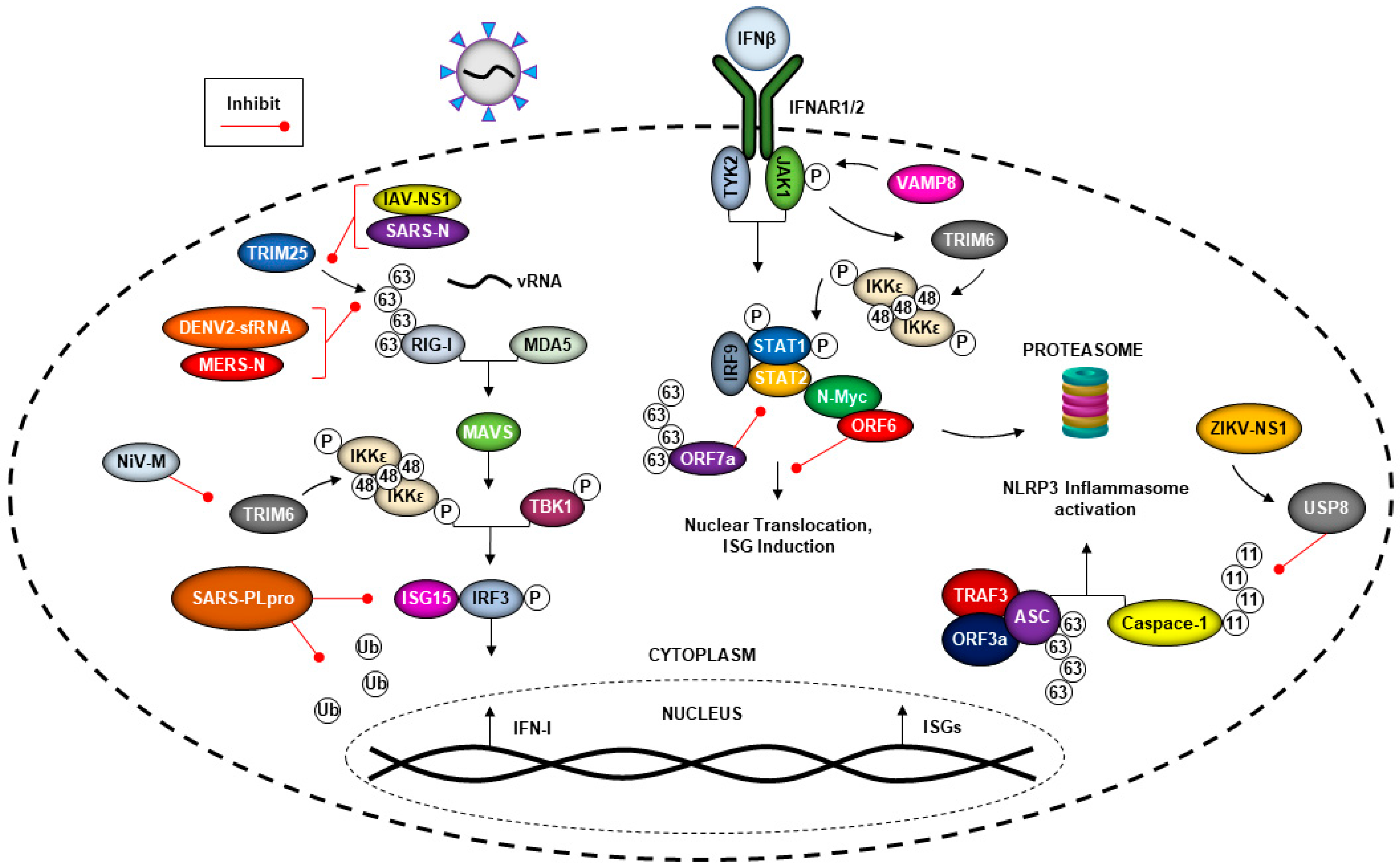 Viruses 13 00369 g003