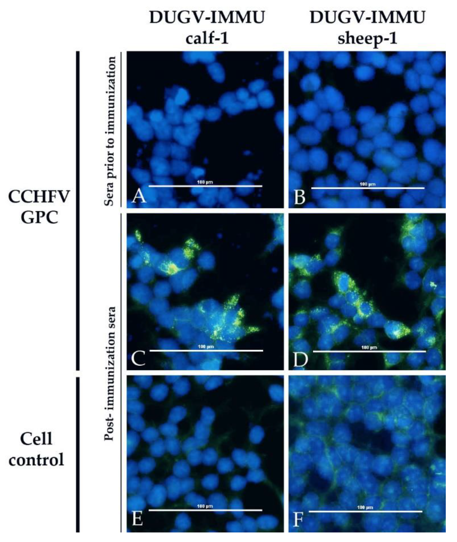 Viruses 13 00372 g007 Viruses 13 00372 g007