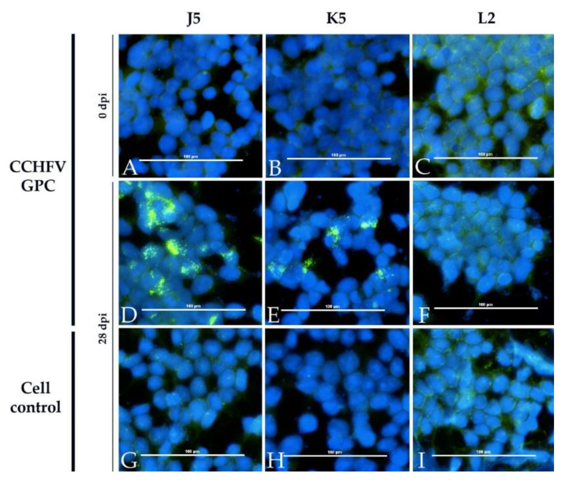 Viruses 13 00372 g008 Viruses 13 00372 g008
