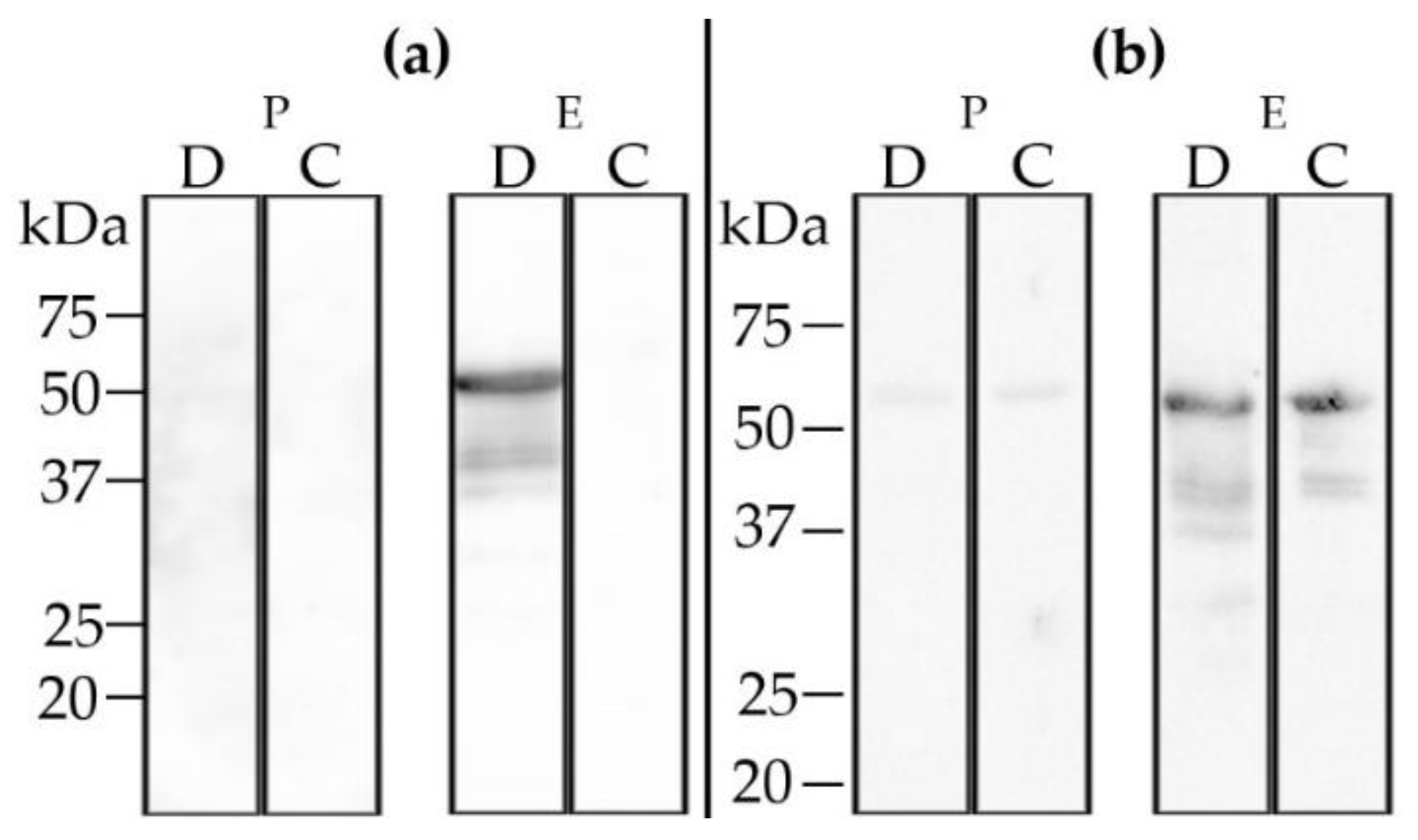Viruses 13 00372 g009 Viruses 13 00372 g009
