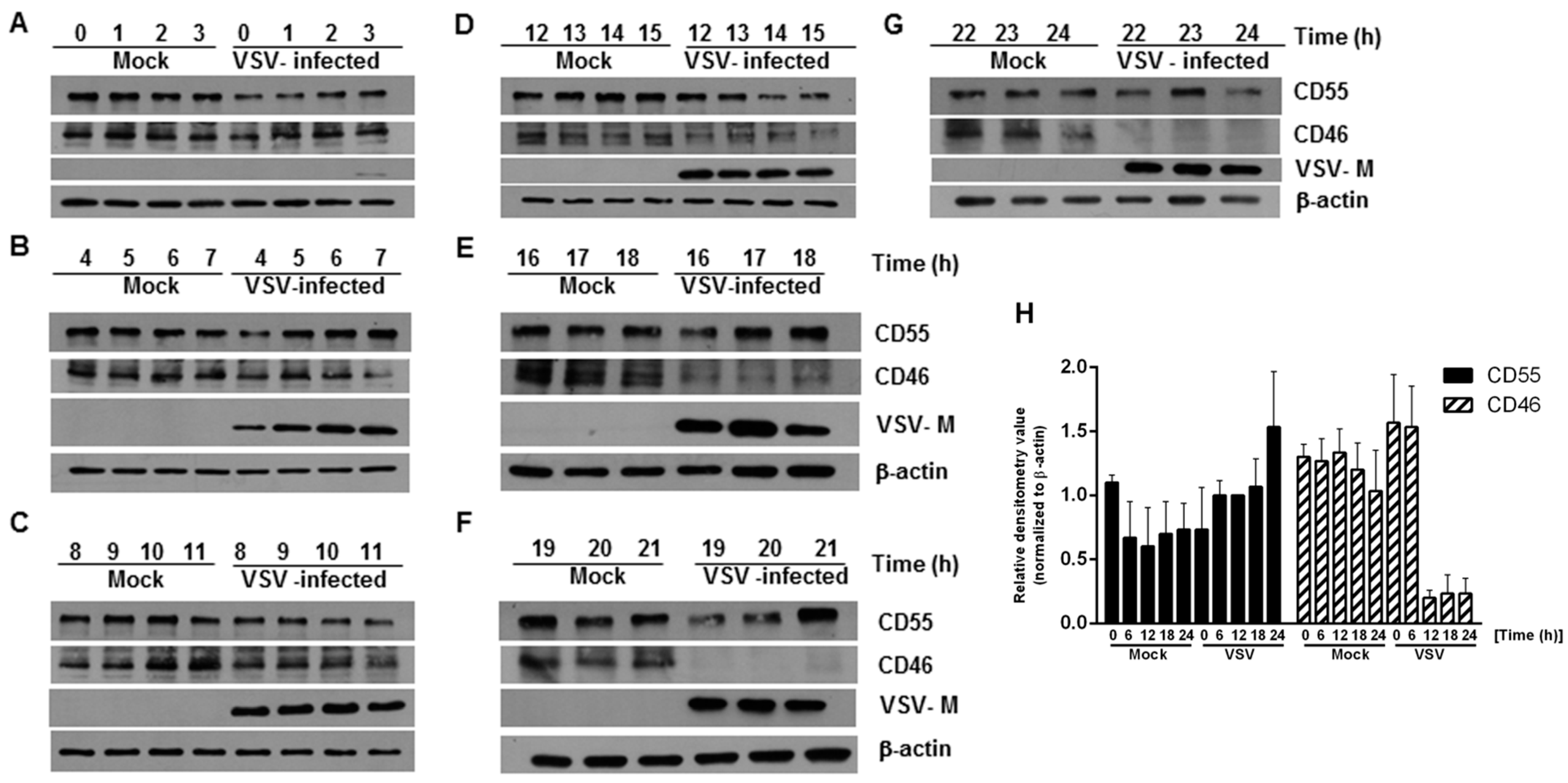 Viruses 13 00373 g001 Viruses 13 00373 g001