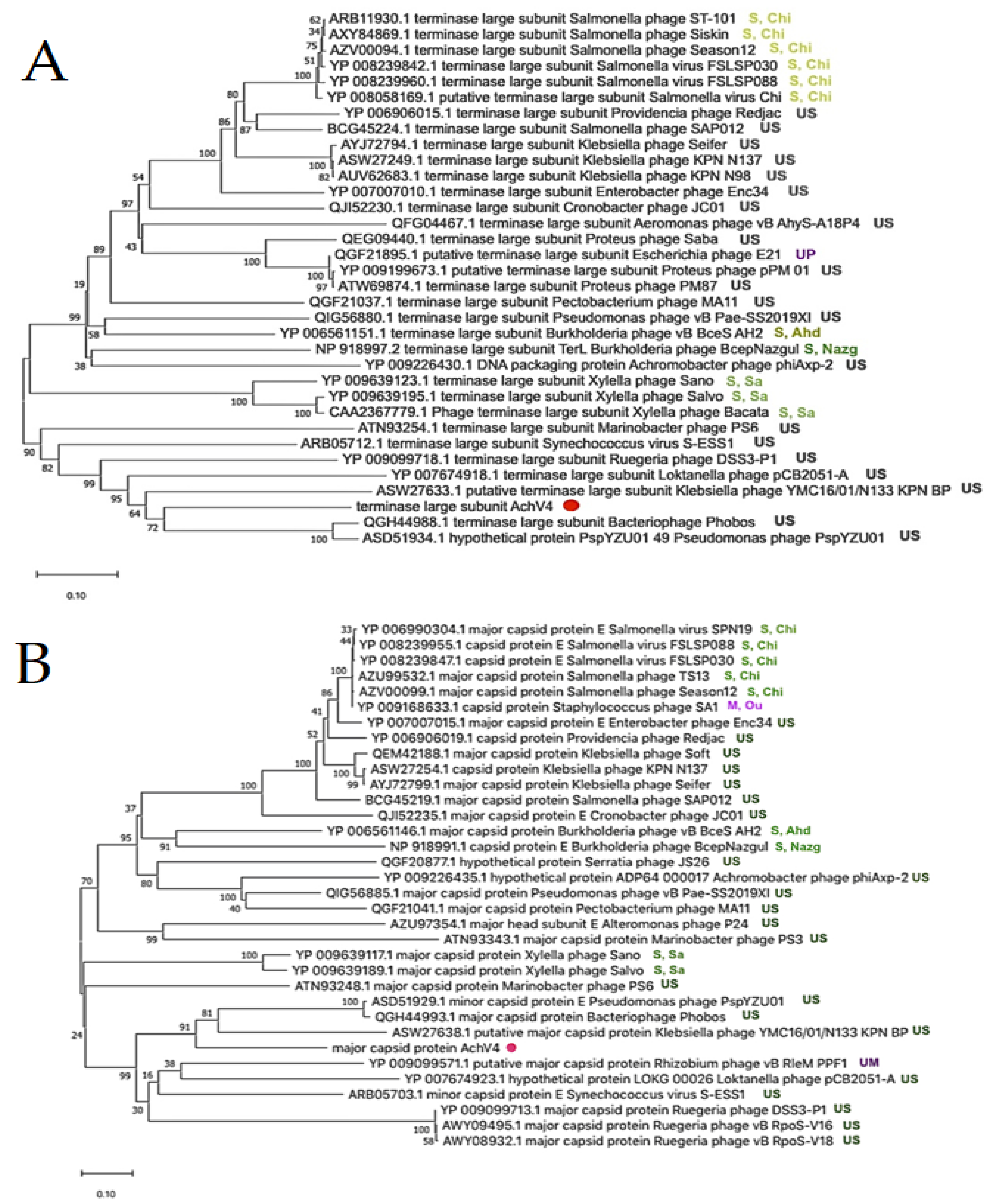 Viruses 13 00374 g003