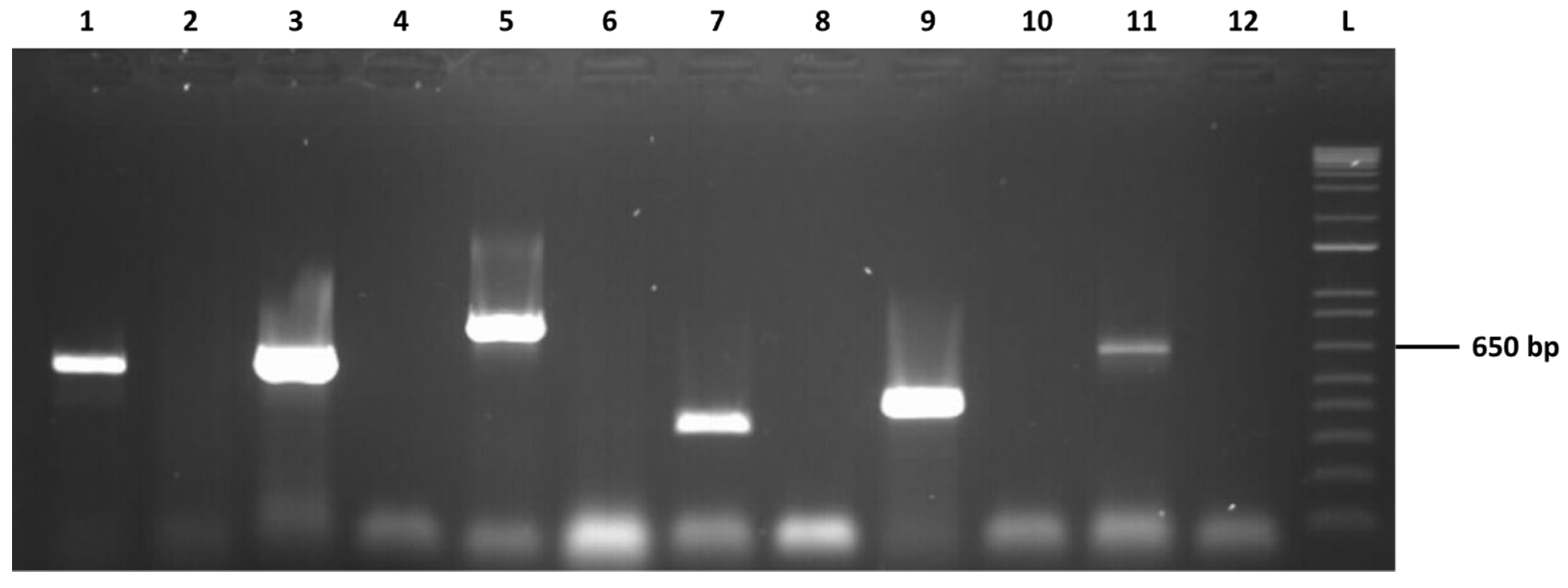 Viruses 13 00375 g001