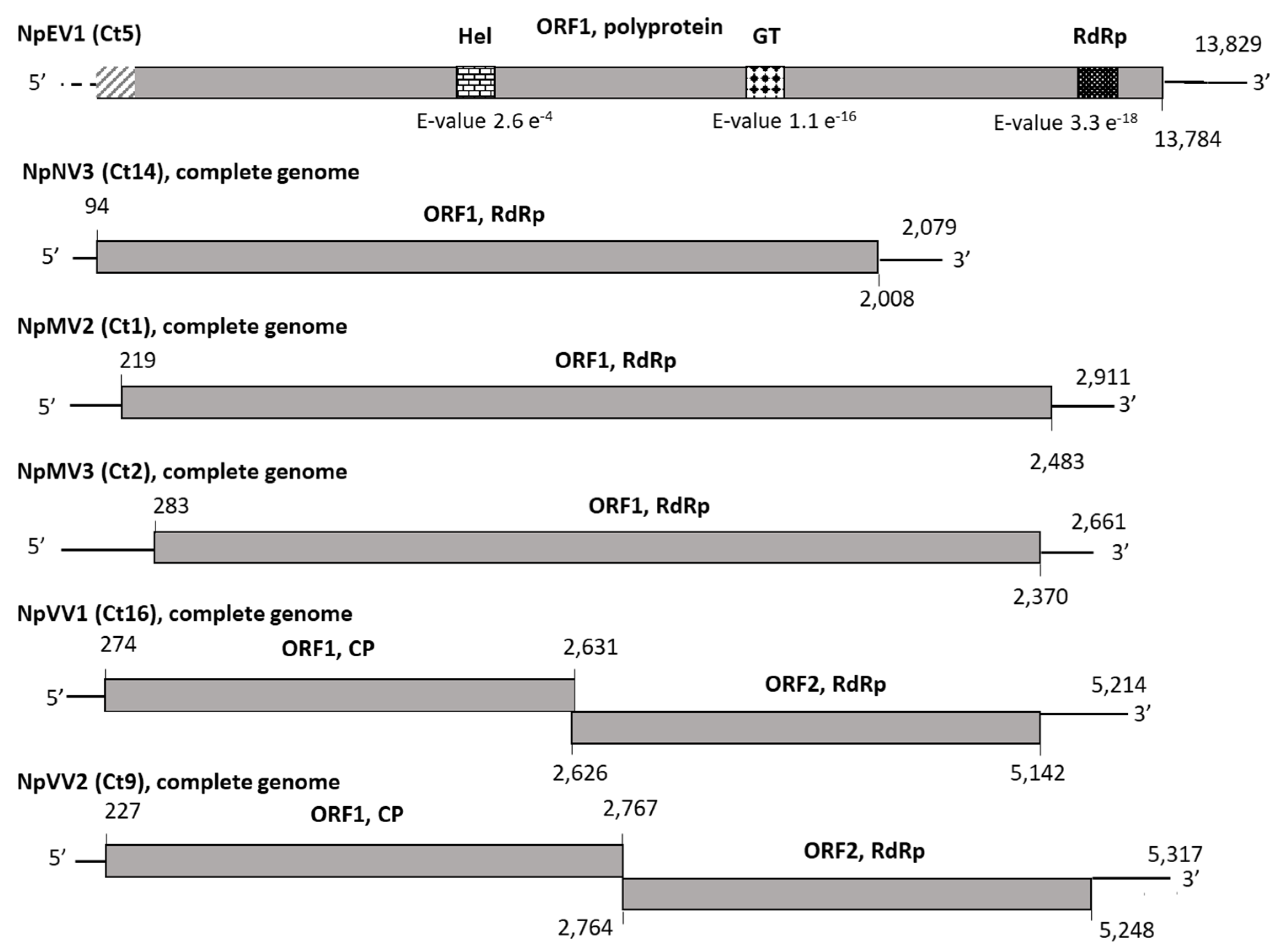 Viruses 13 00375 g002
