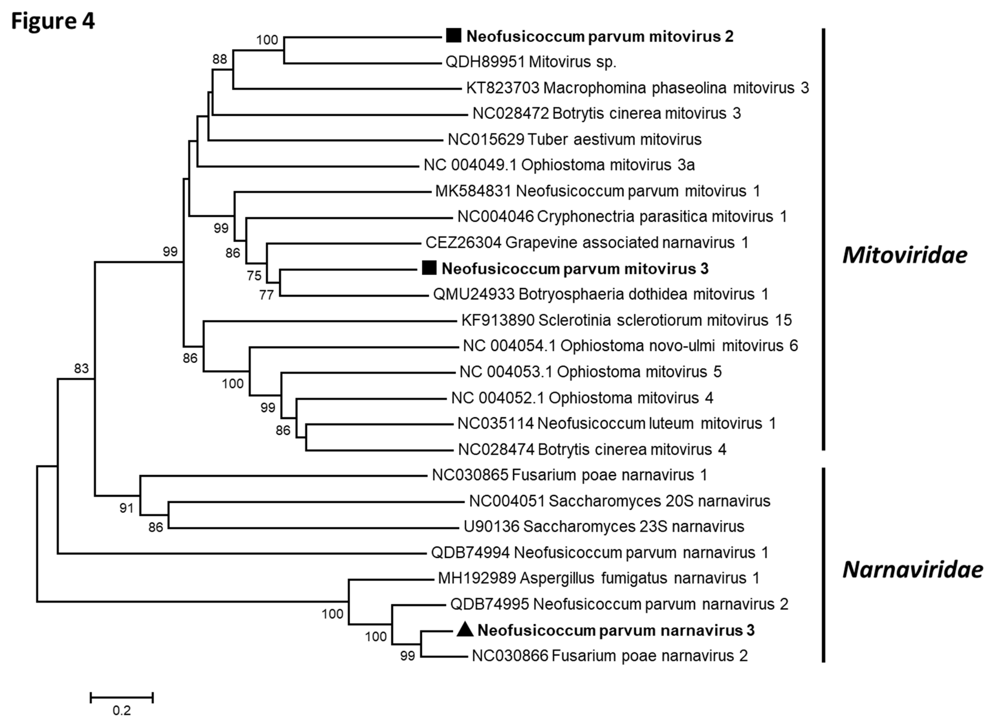 Viruses 13 00375 g004