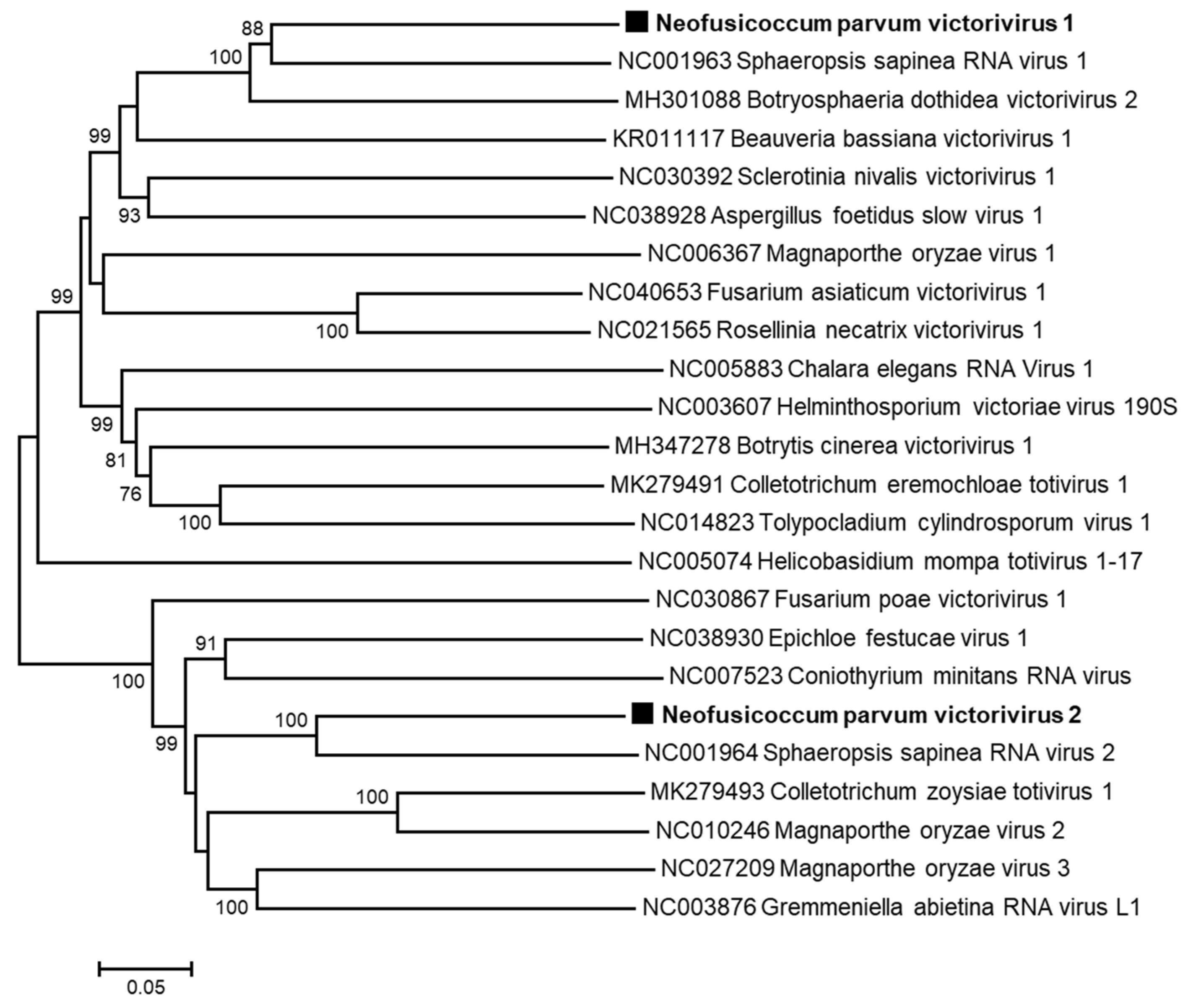 Viruses 13 00375 g005