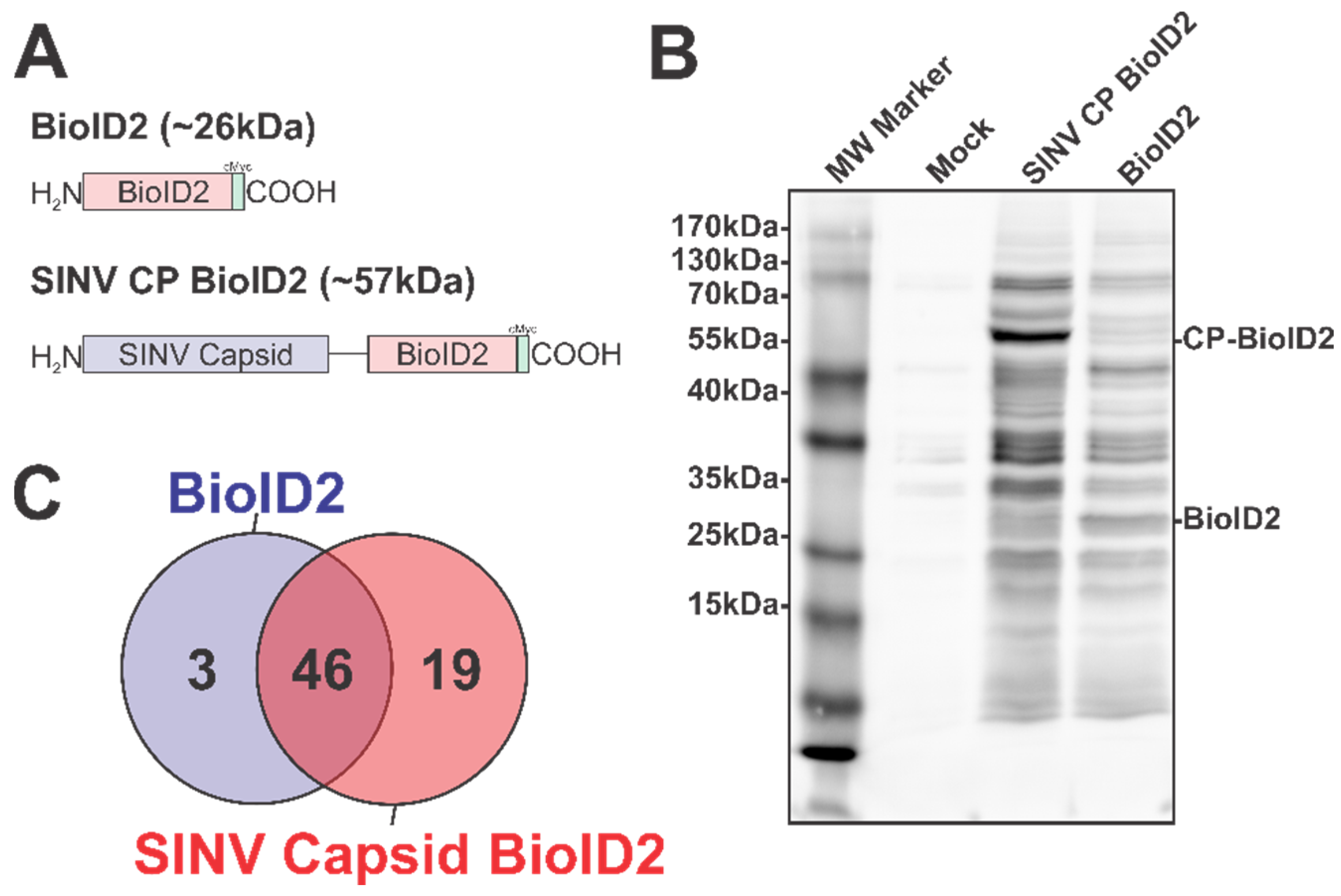 Viruses 13 00377 g001