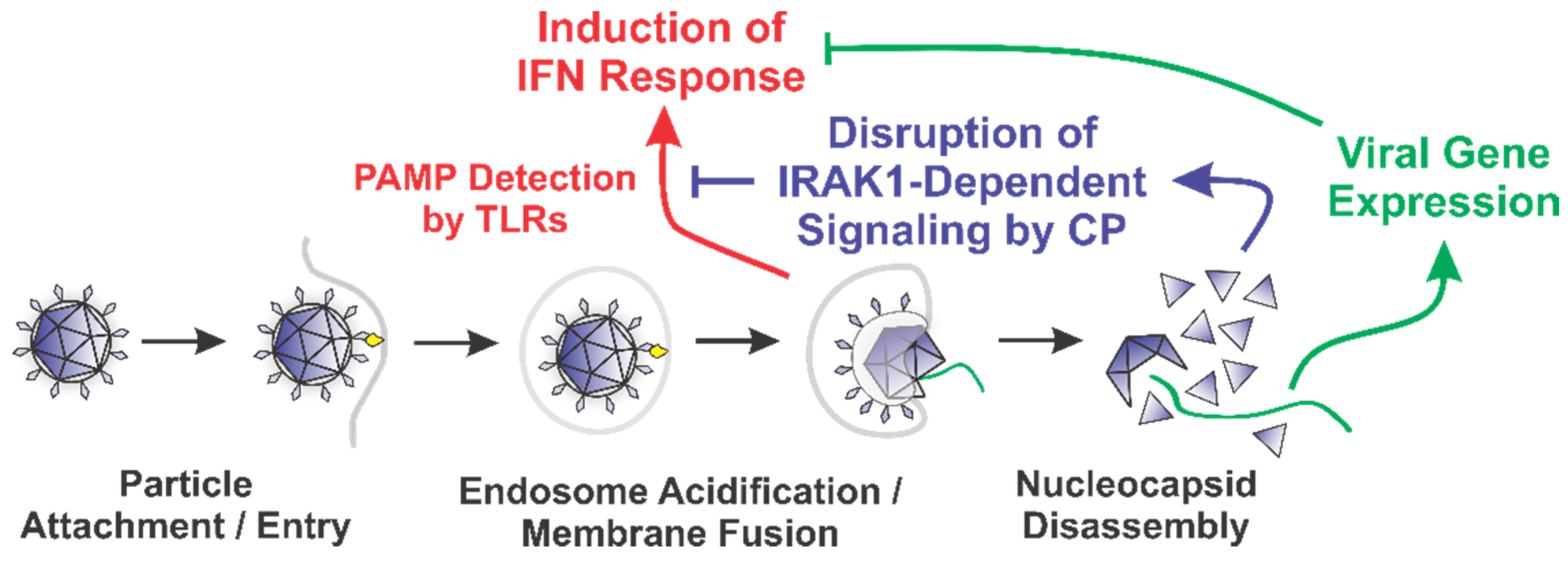 Viruses 13 00377 g008