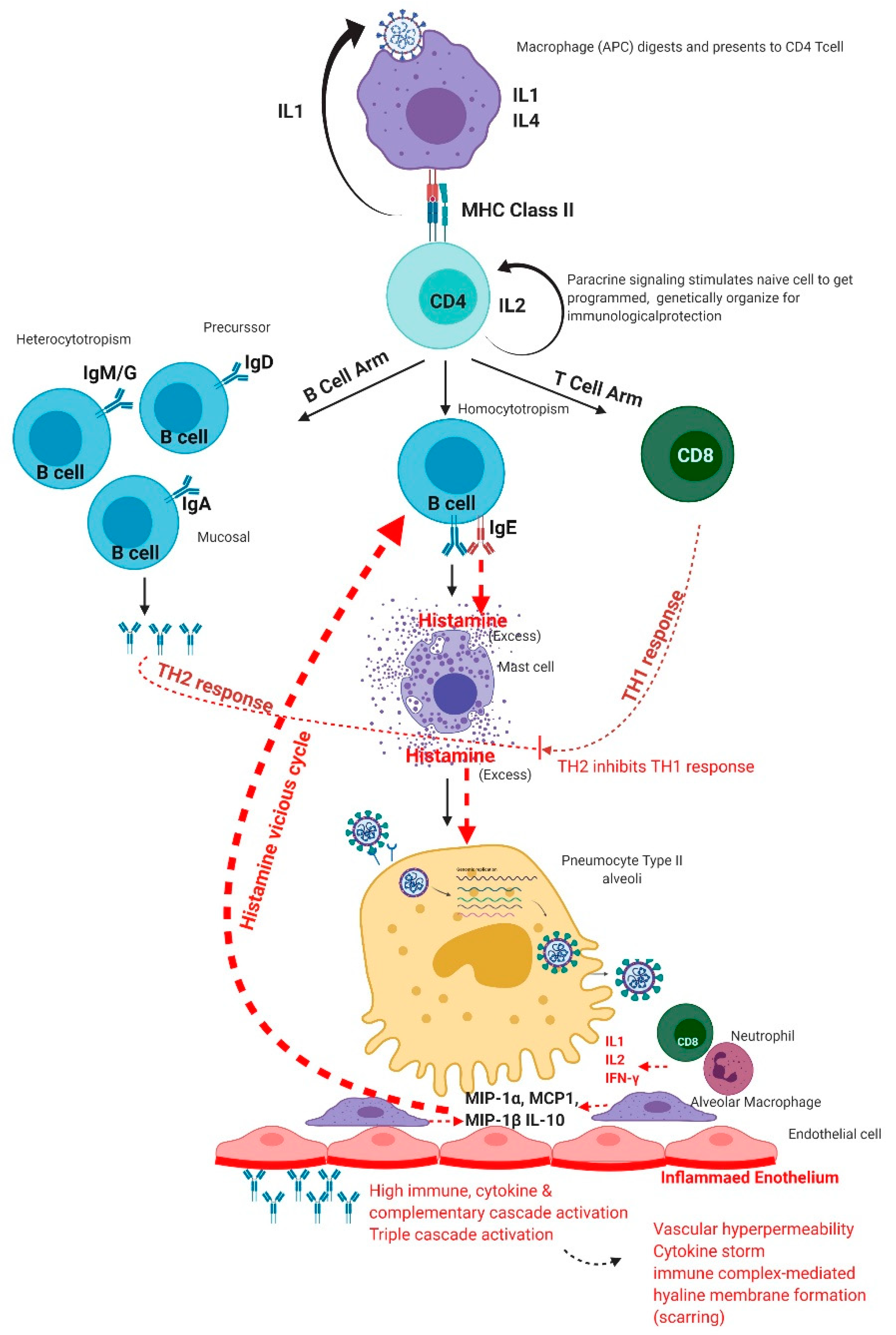 Viruses Free Full Text Demystifying Excess Immune Response In Covid 19 To Reposition An Orphan Drug For Down Regulation Of Nf Kb A Systematic Review Html Viruses Free Full Text Demystifying Excess Immune Response In Covid 19 To Reposition An Orphan Drug For Down Regulation Of Nf Kb A Systematic Review Html