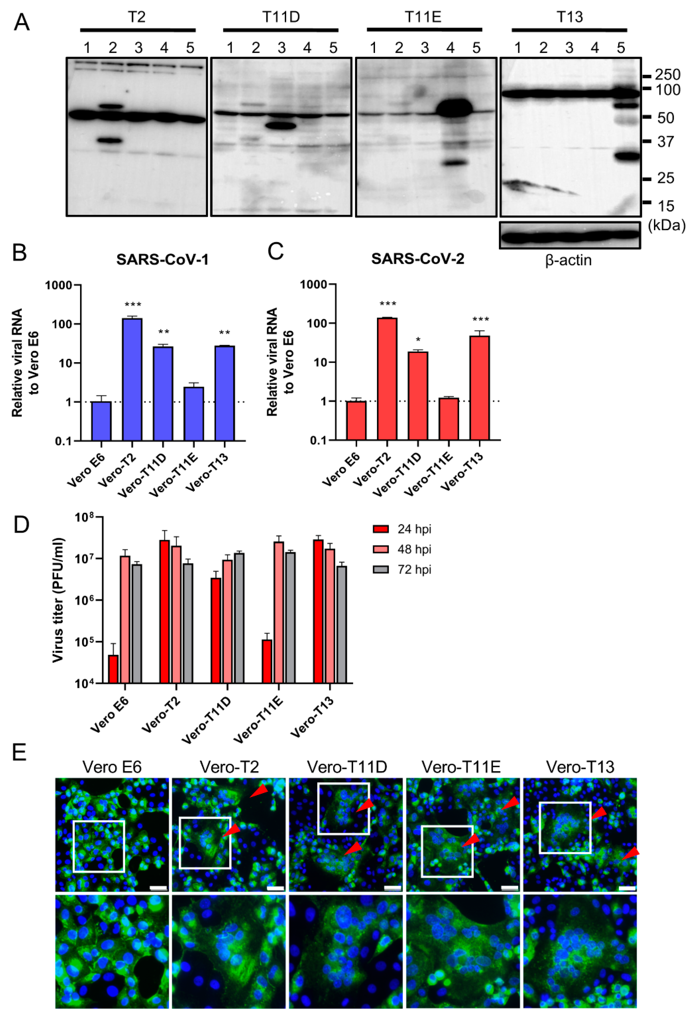 Viruses 13 00384 g002