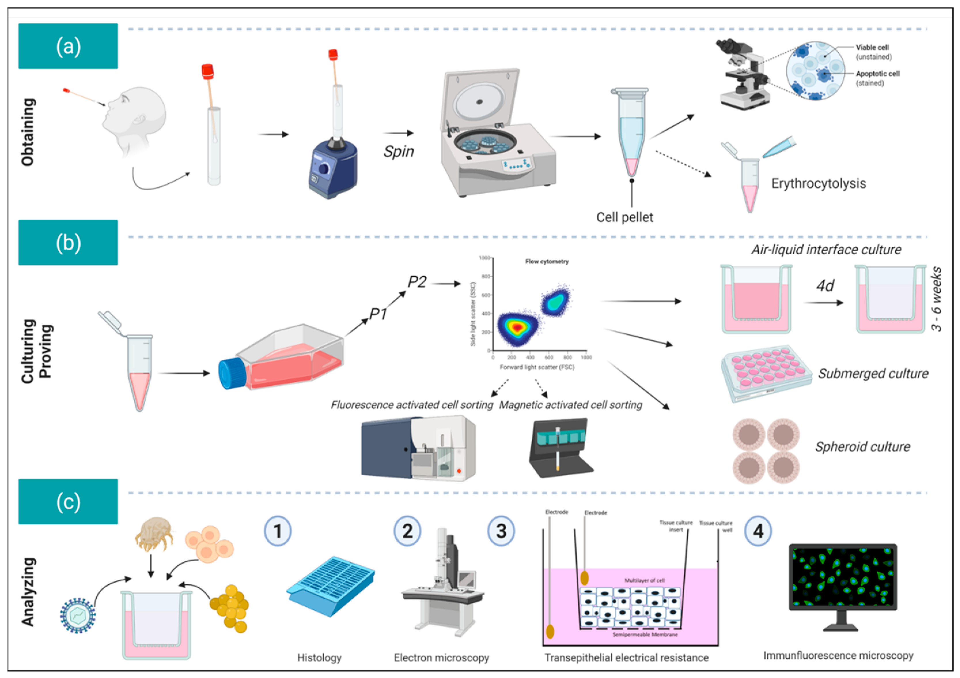 Viruses 13 00387 g002 Viruses 13 00387 g002