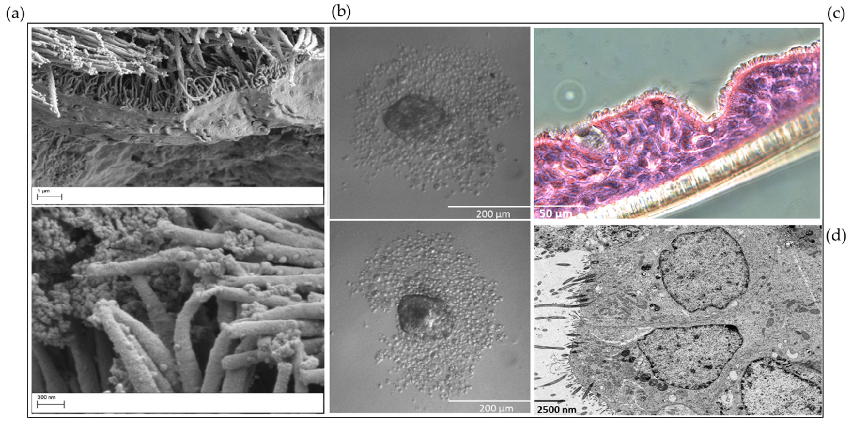 Viruses 13 00387 g003 Viruses 13 00387 g003