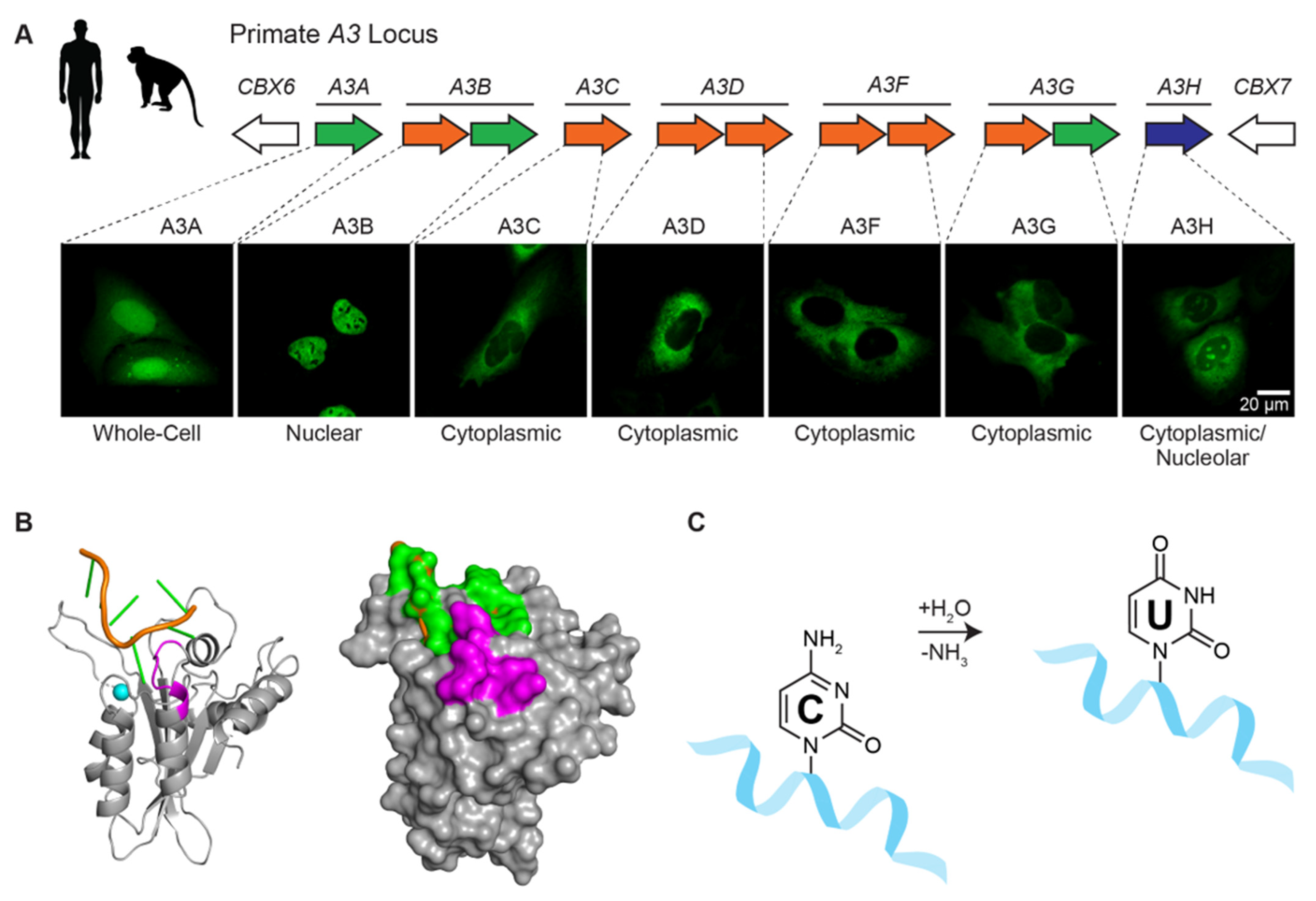 Viruses 13 00390 g002 Viruses 13 00390 g002