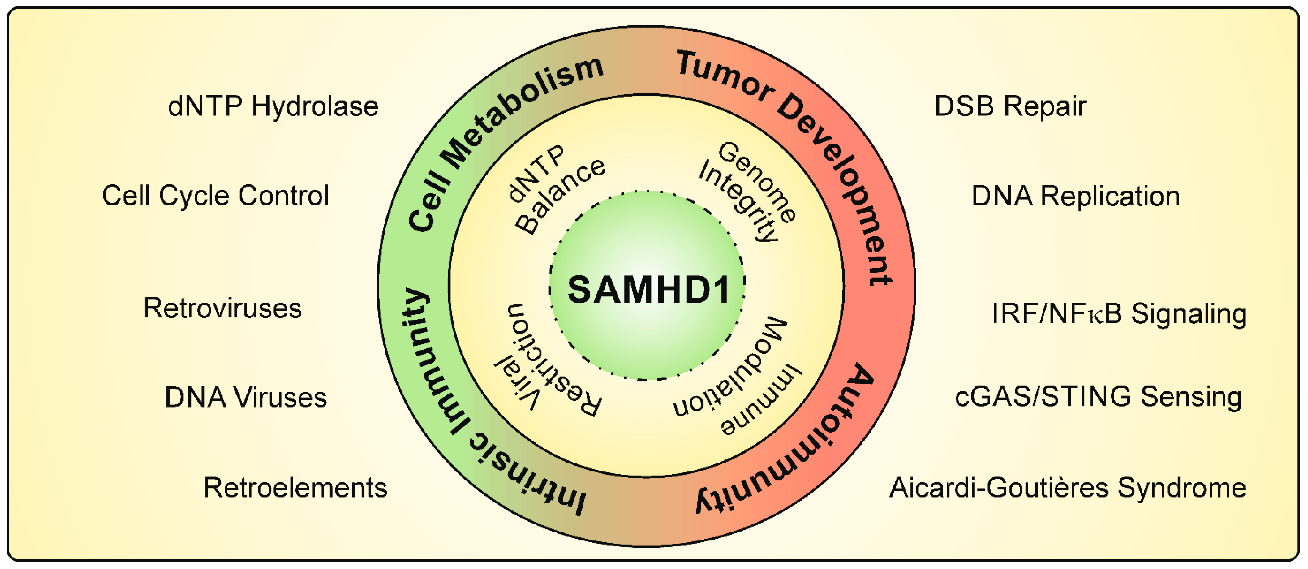 Viruses 13 00395 g001