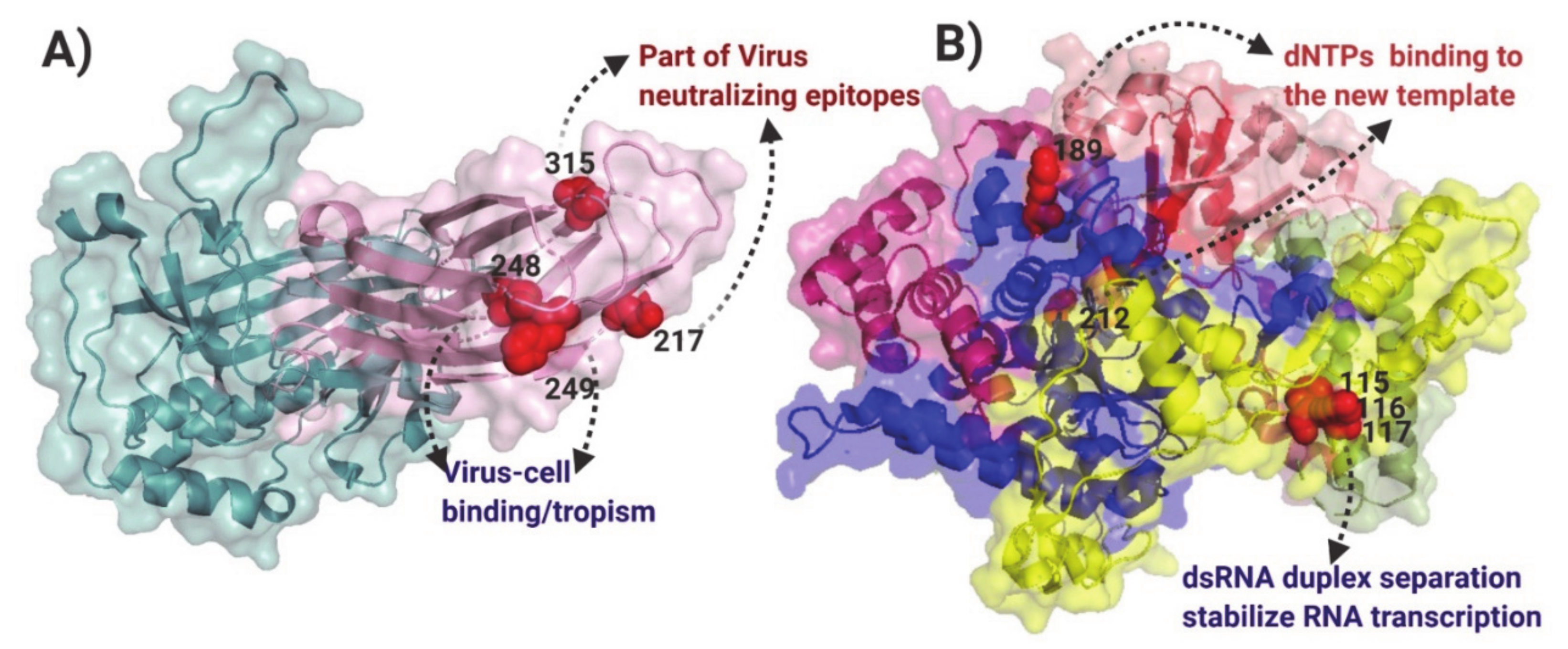 Viruses 13 00396 g004