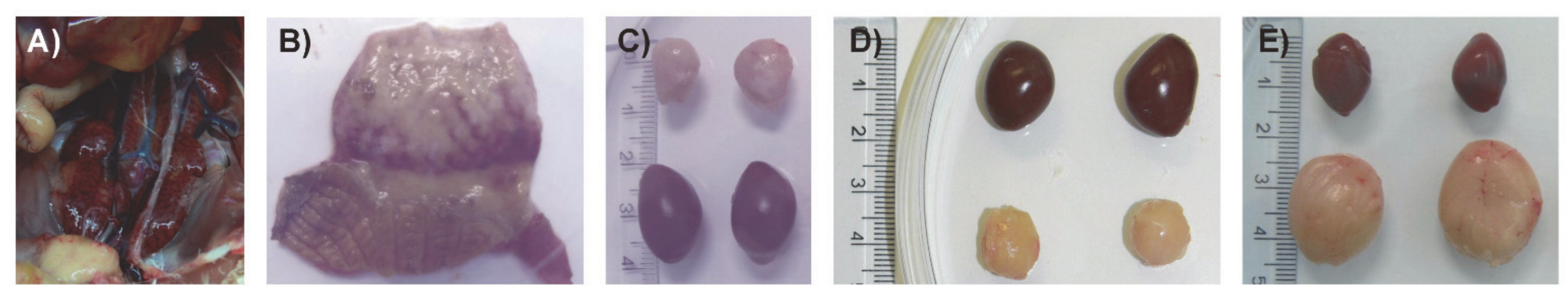 Viruses 13 00396 g006