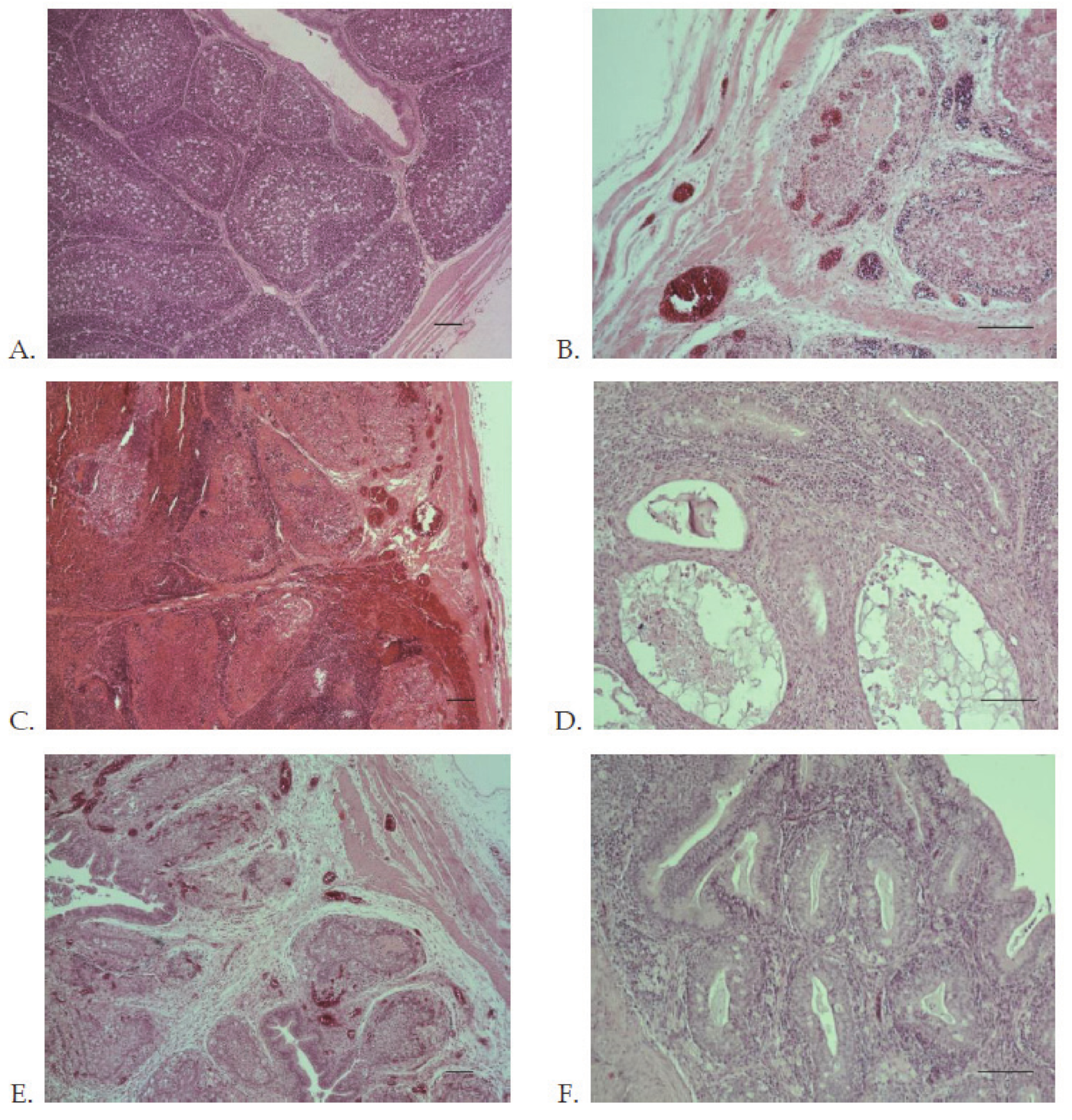 Viruses 13 00396 g007