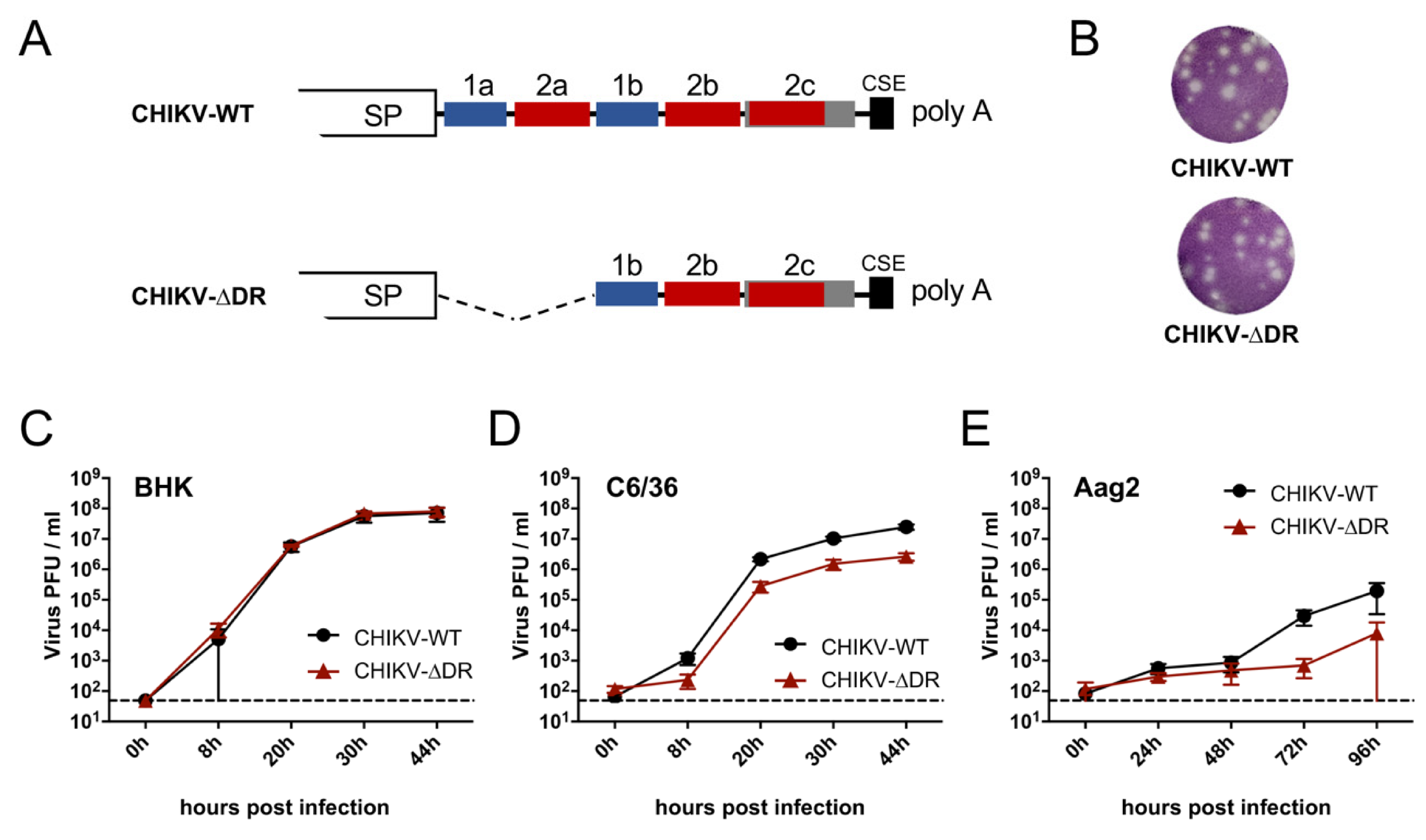 Viruses 13 00403 g001