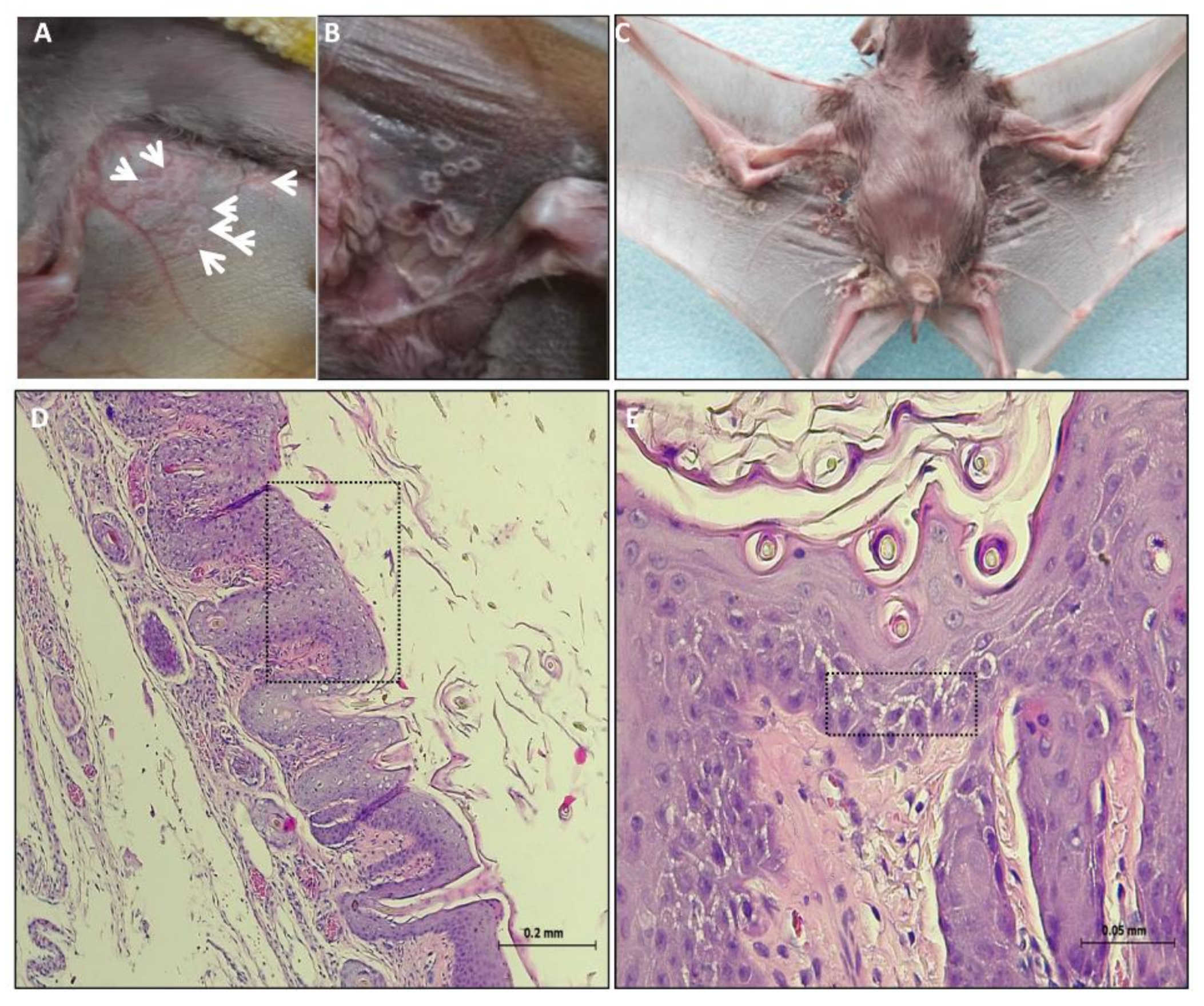 Viruses 13 00407 g001 Viruses 13 00407 g001