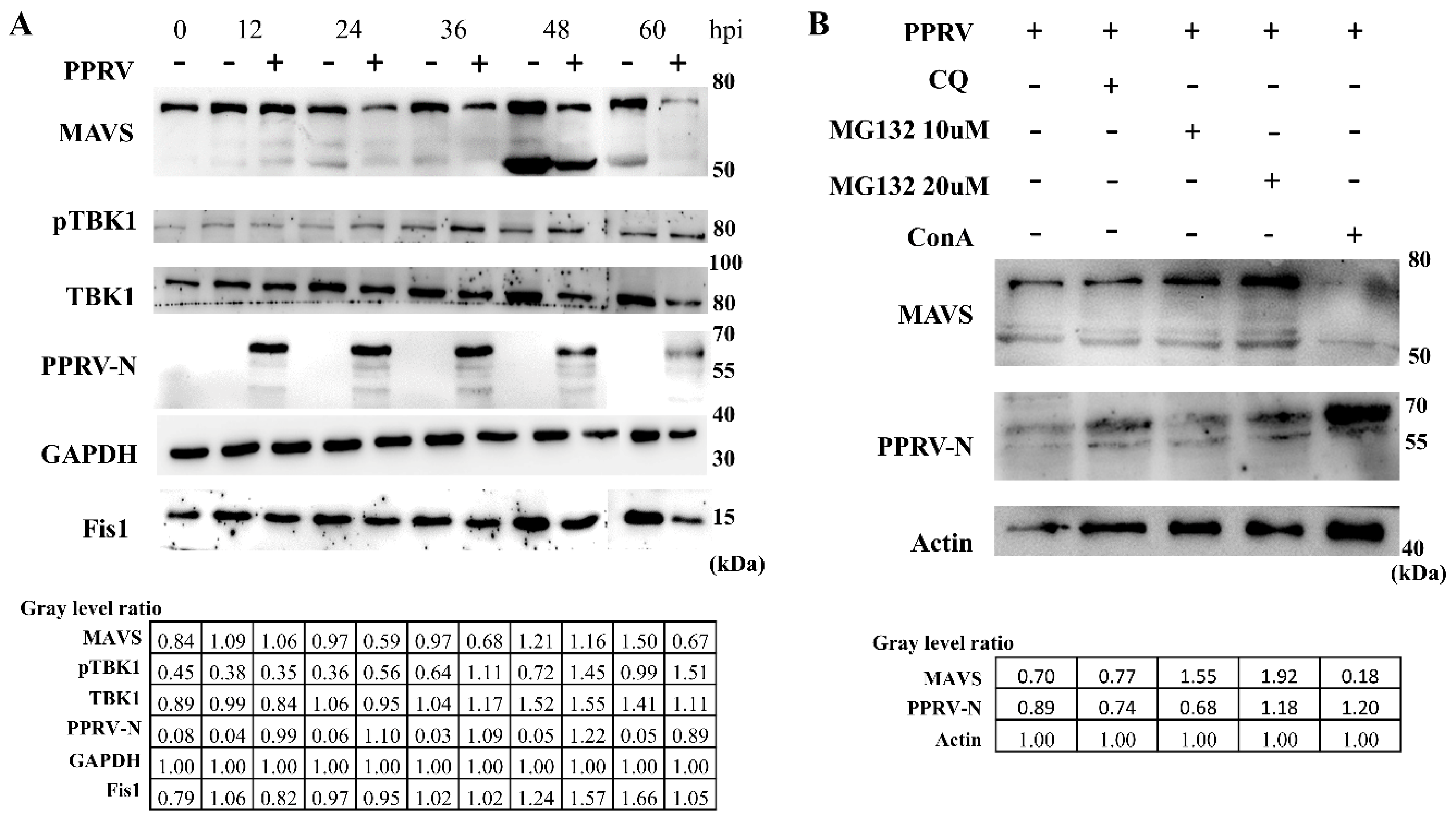 Viruses 13 00409 g007 Viruses 13 00409 g007