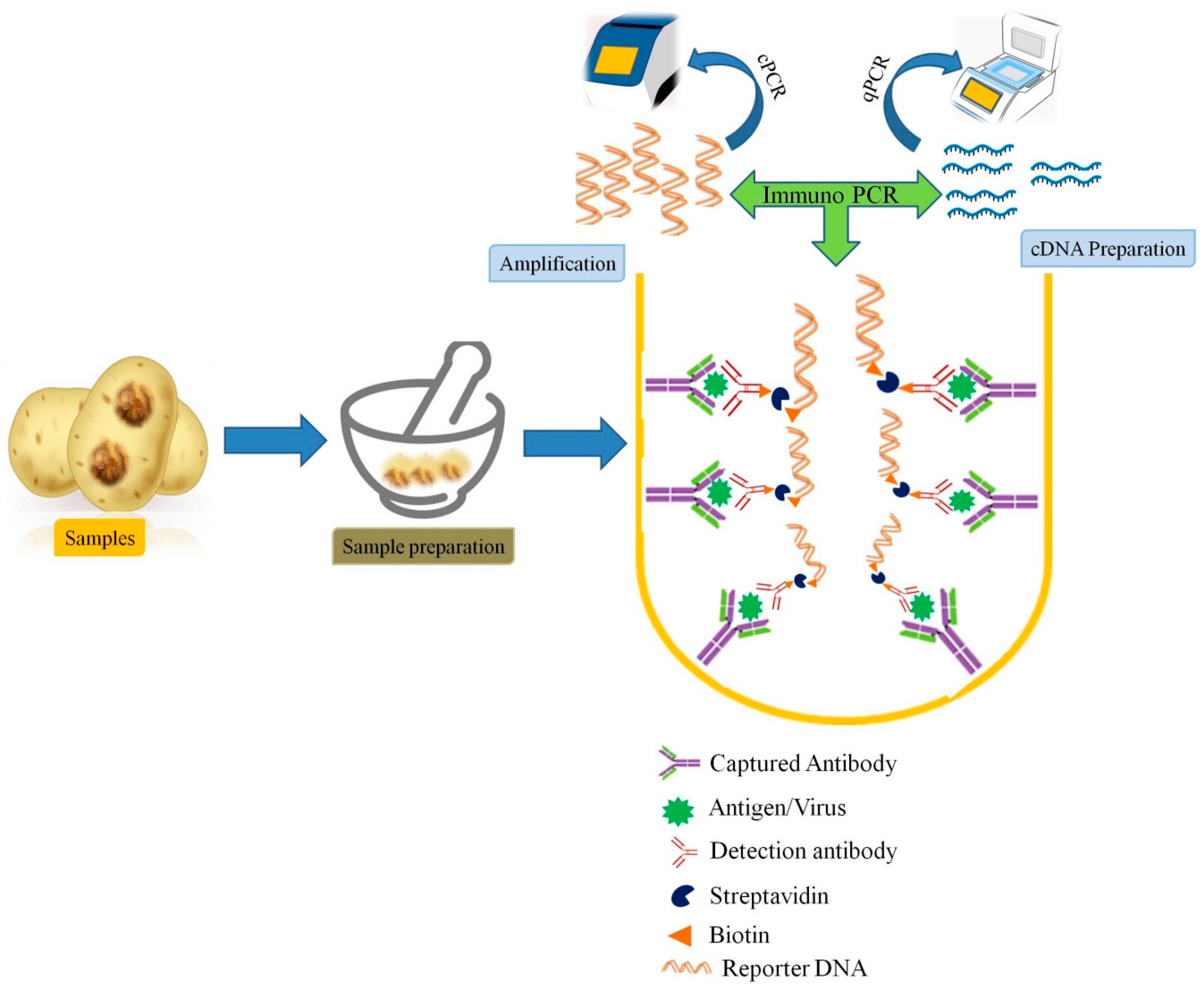 Viruses 13 00412 g002 Viruses 13 00412 g002