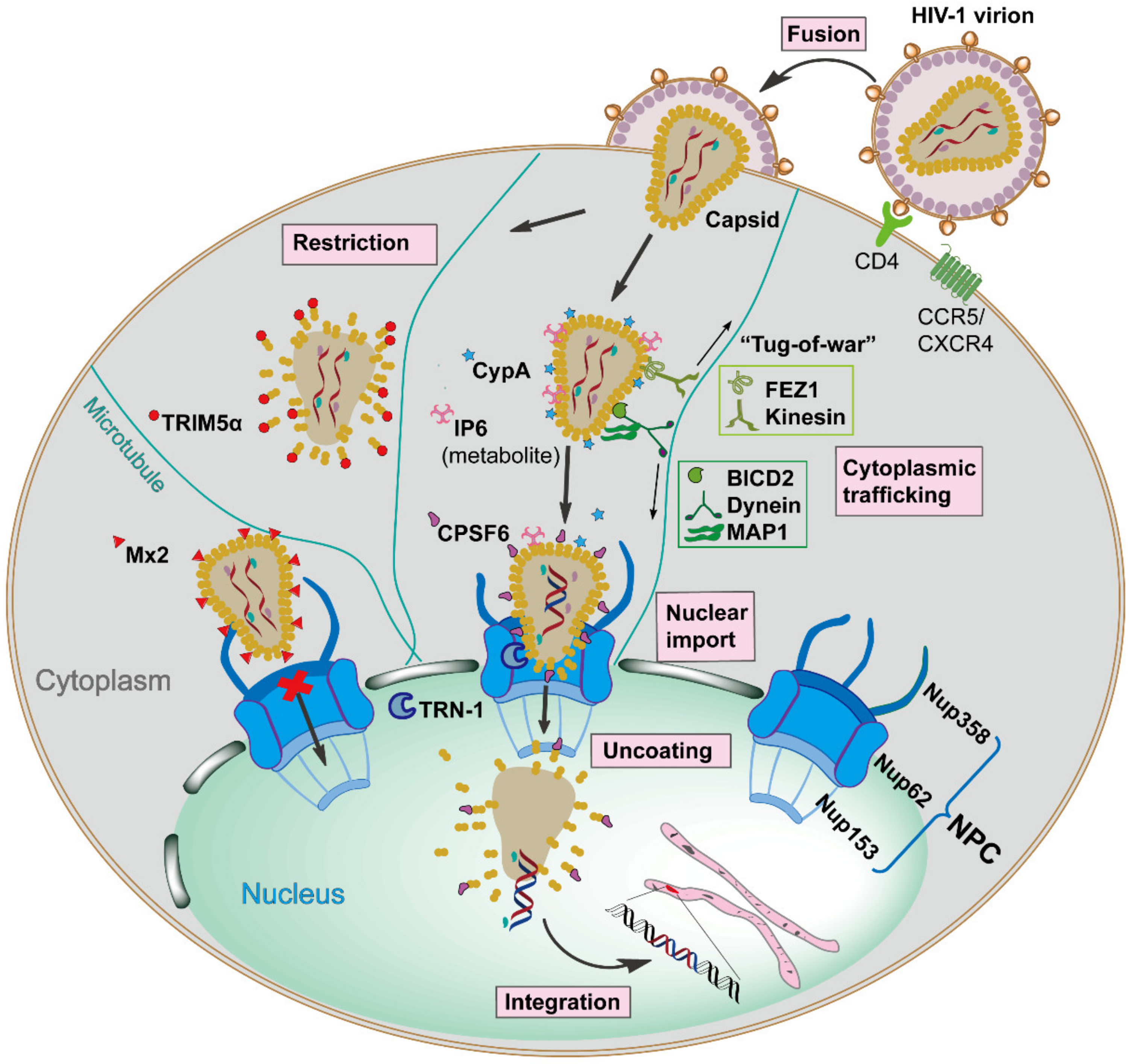 A better understanding of how HIV-1 evades the immune system