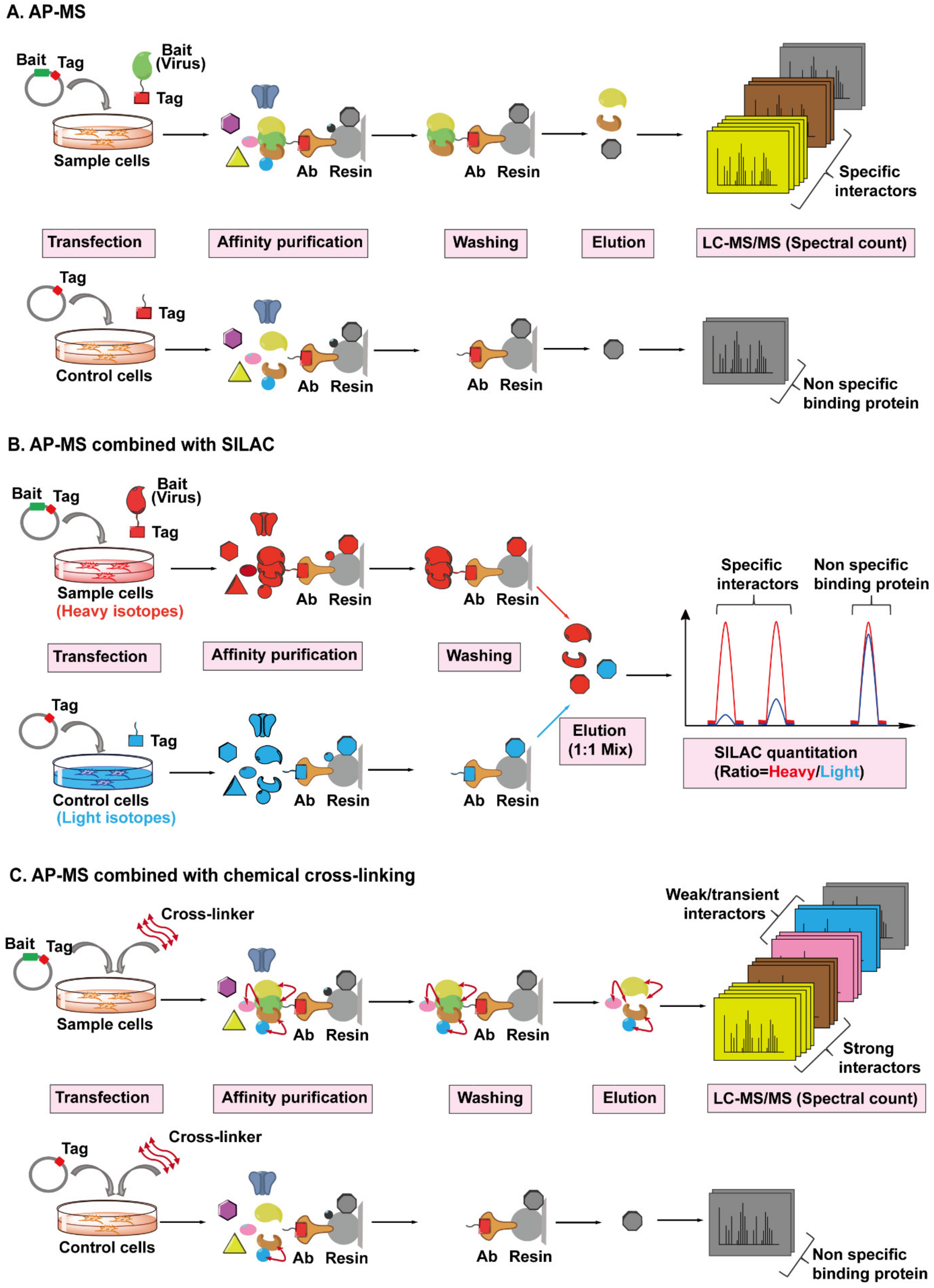 Viruses 13 00417 g005