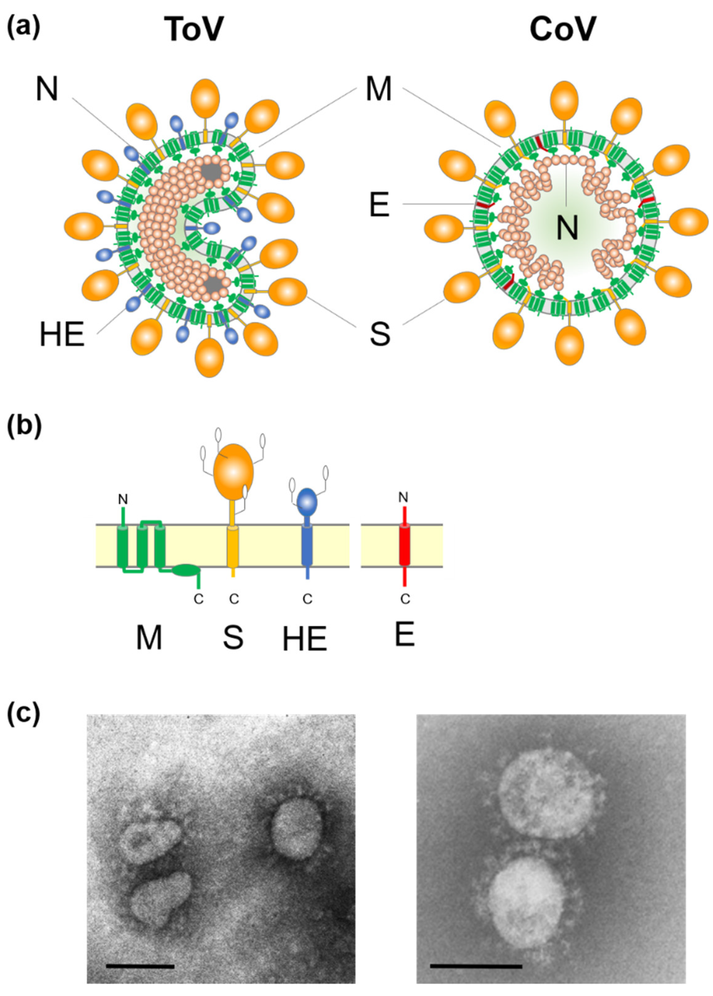 horne ford aj on Viruses Free Full Text Recent Progress In Torovirus Molecular Biology Html