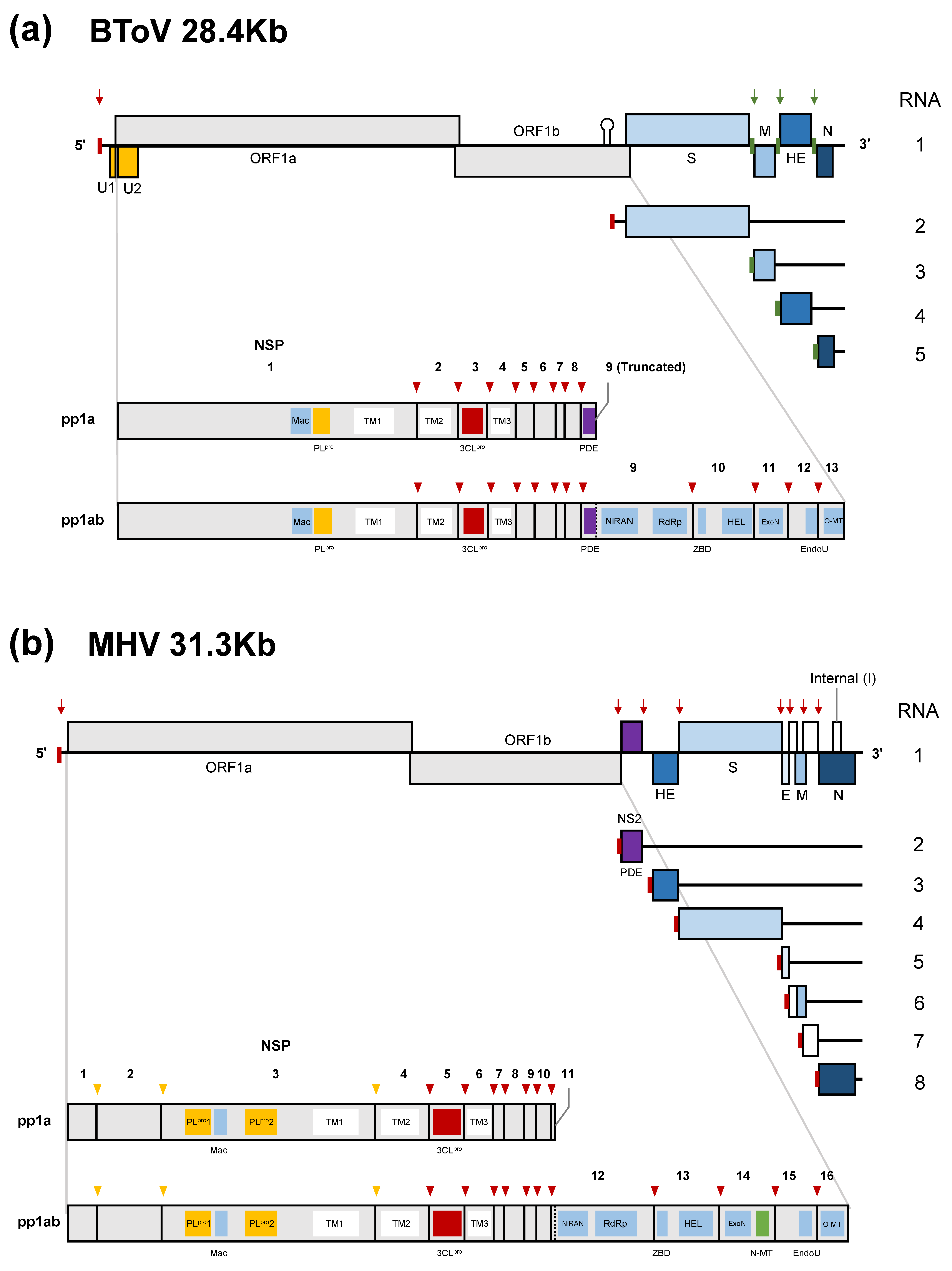 Viruses 13 00435 g002 Viruses 13 00435 g002