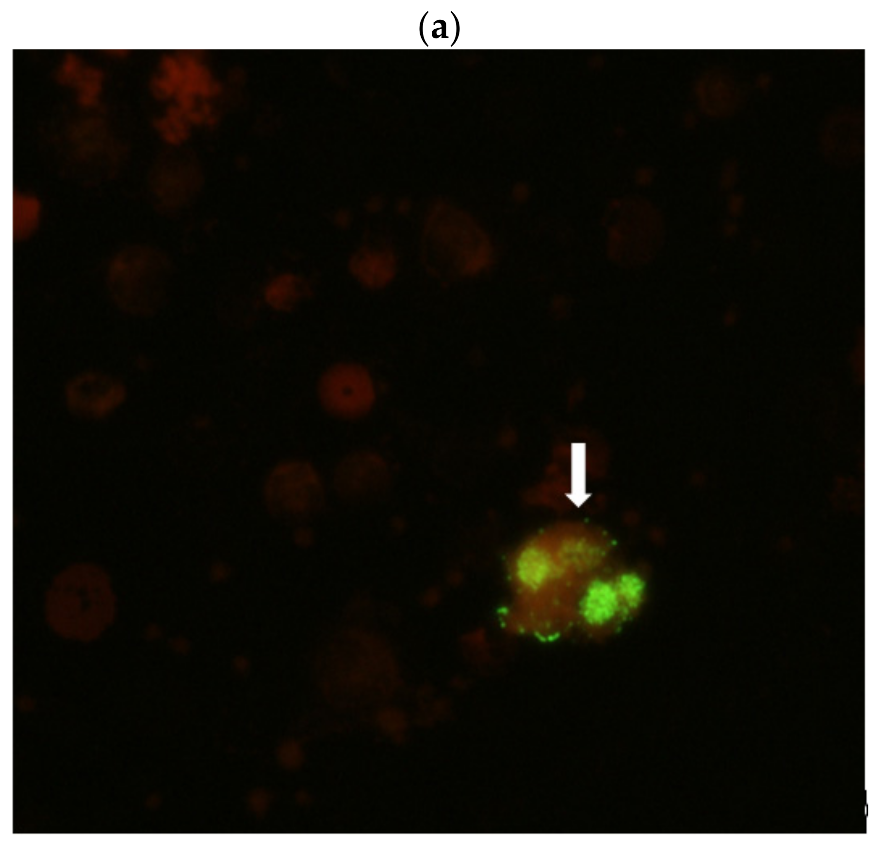Viruses 13 00438 g003a Viruses 13 00438 g003a