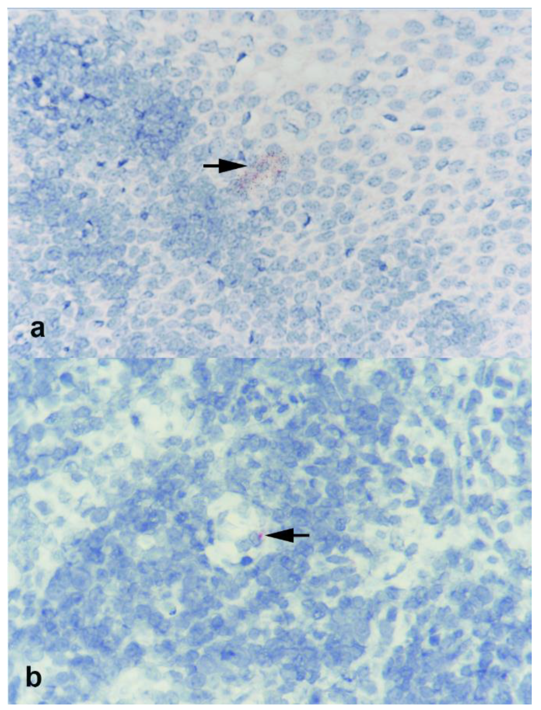 Viruses 13 00441 g003 Viruses 13 00441 g003