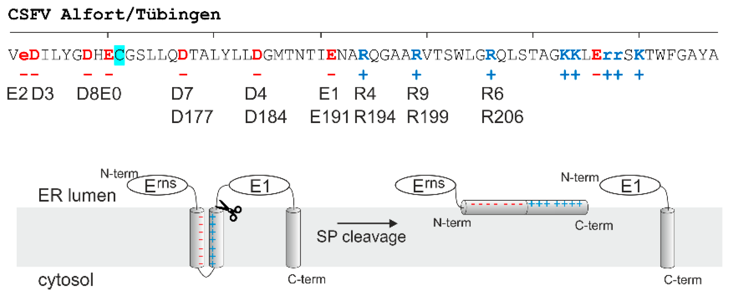 Viruses 13 00444 g001