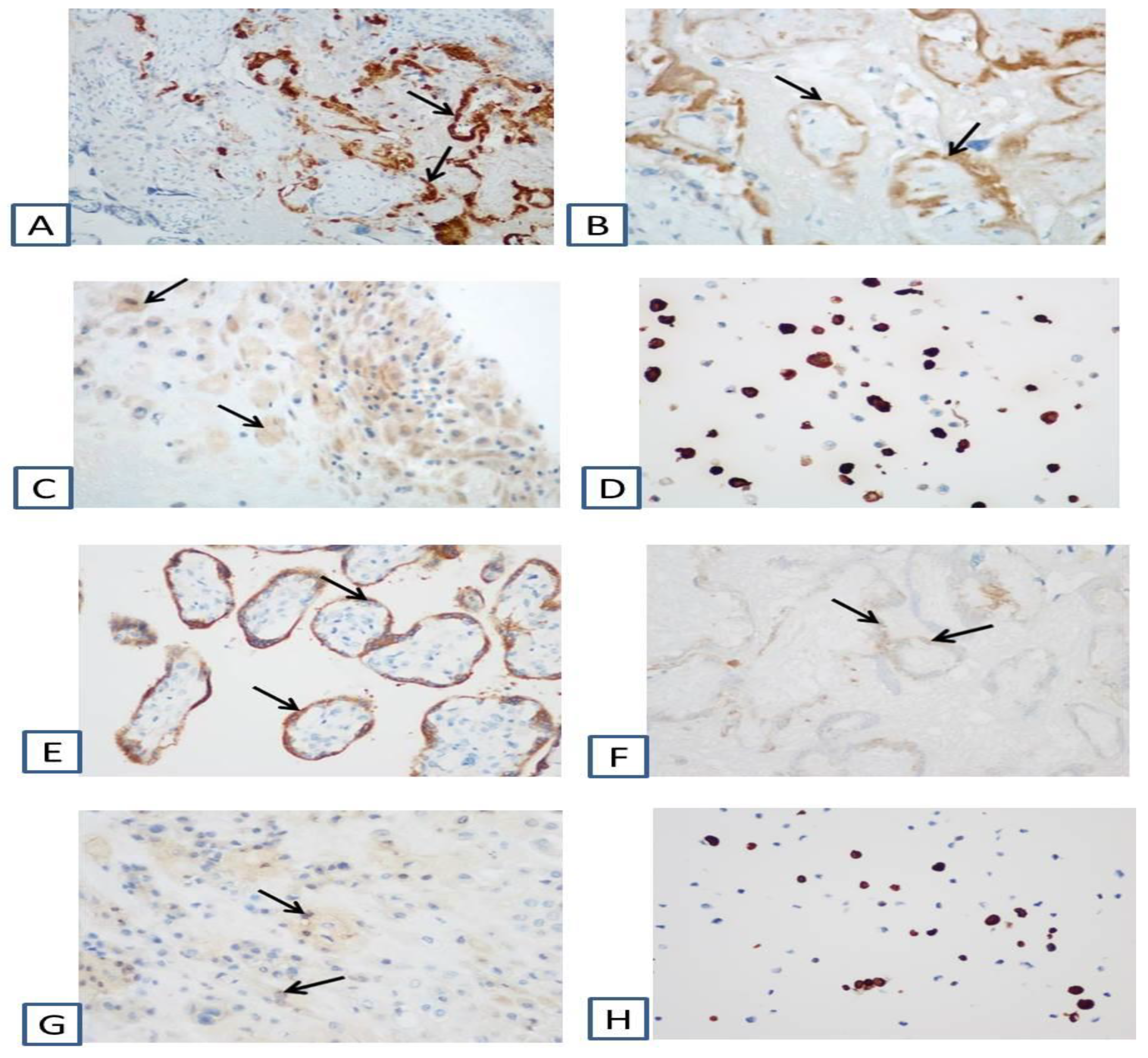 Viruses 13 00447 g003
