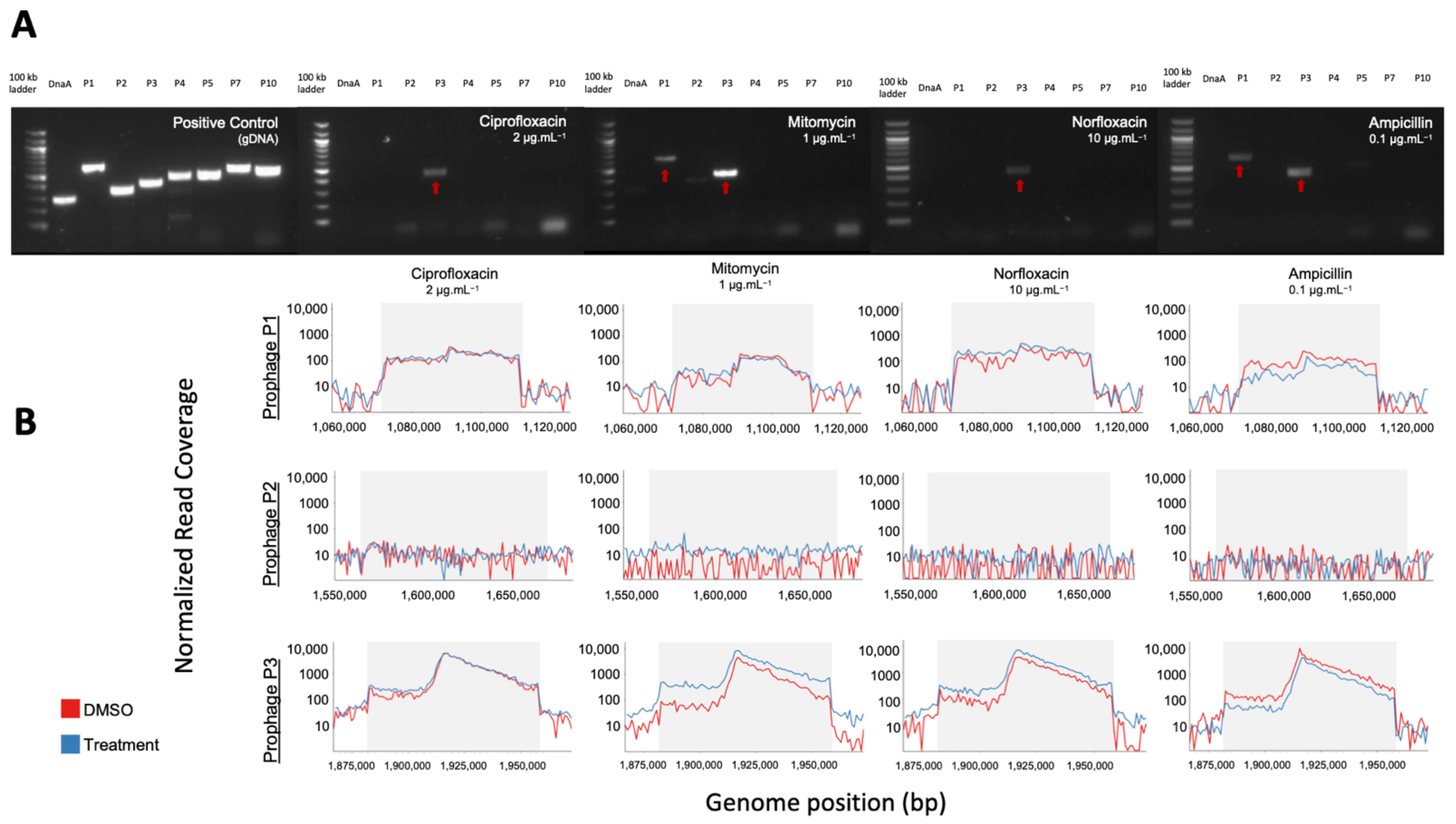Viruses 13 00455 g004 Viruses 13 00455 g004