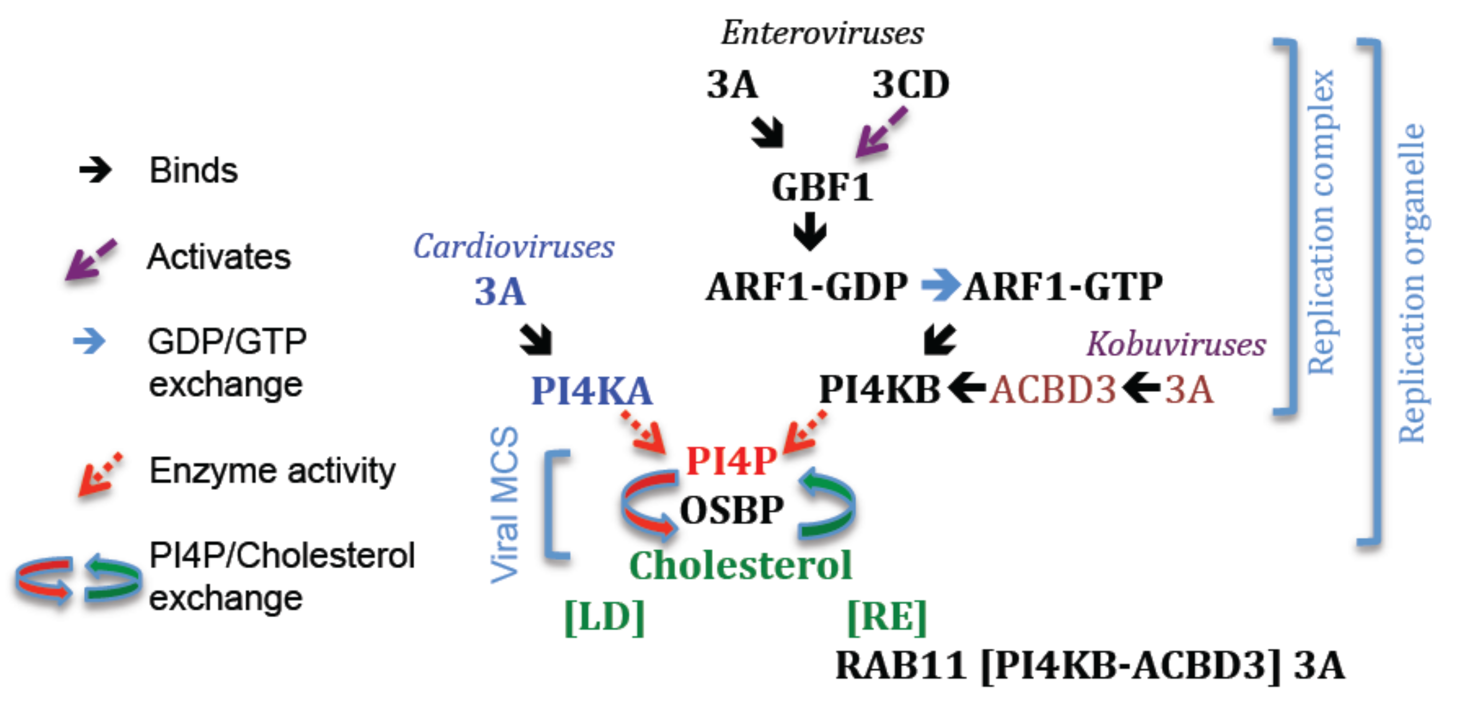 Viruses 13 00456 g004 Viruses 13 00456 g004