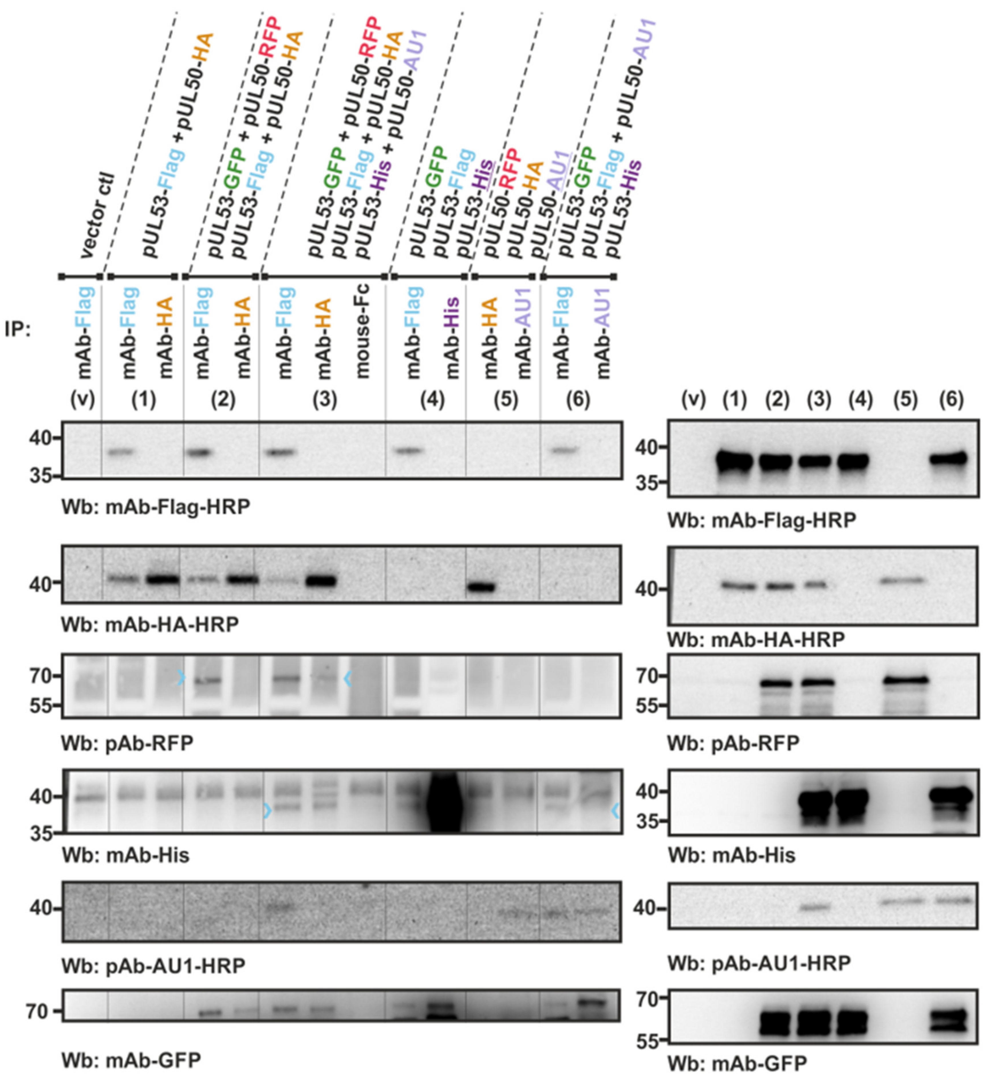Viruses 13 00462 g002 Viruses 13 00462 g002