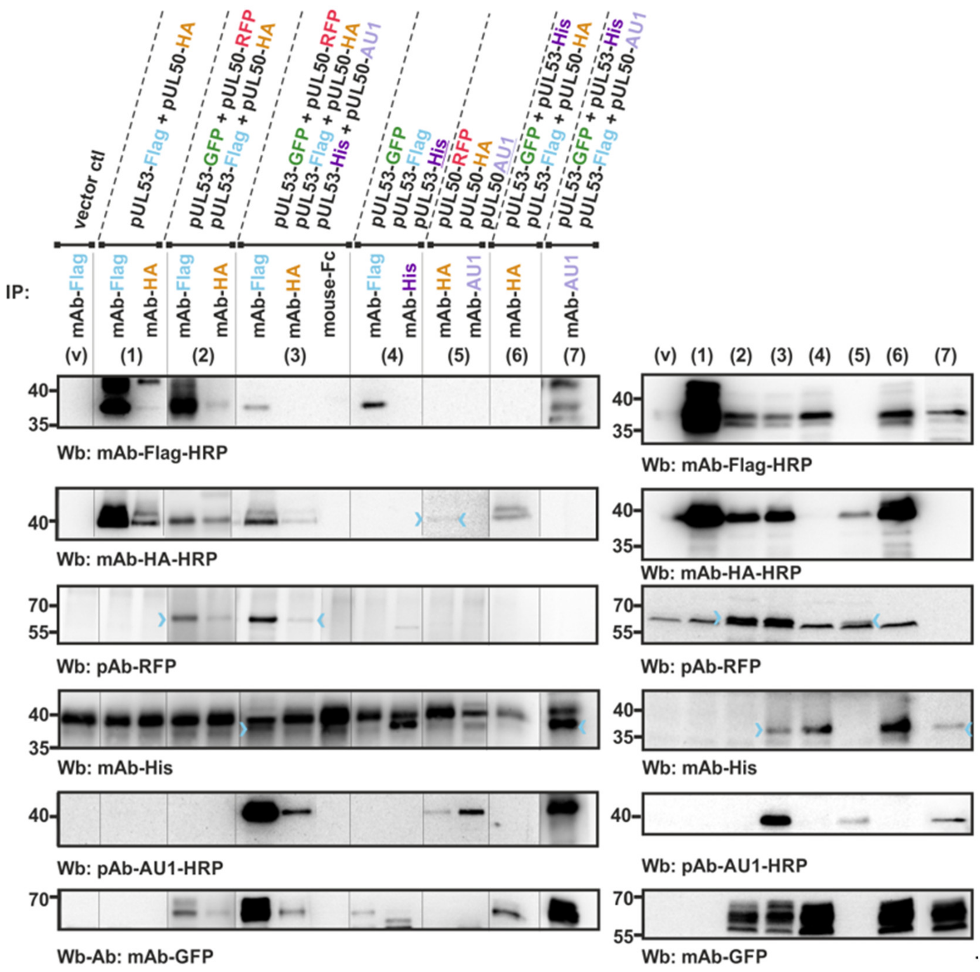 Viruses 13 00462 g003 Viruses 13 00462 g003