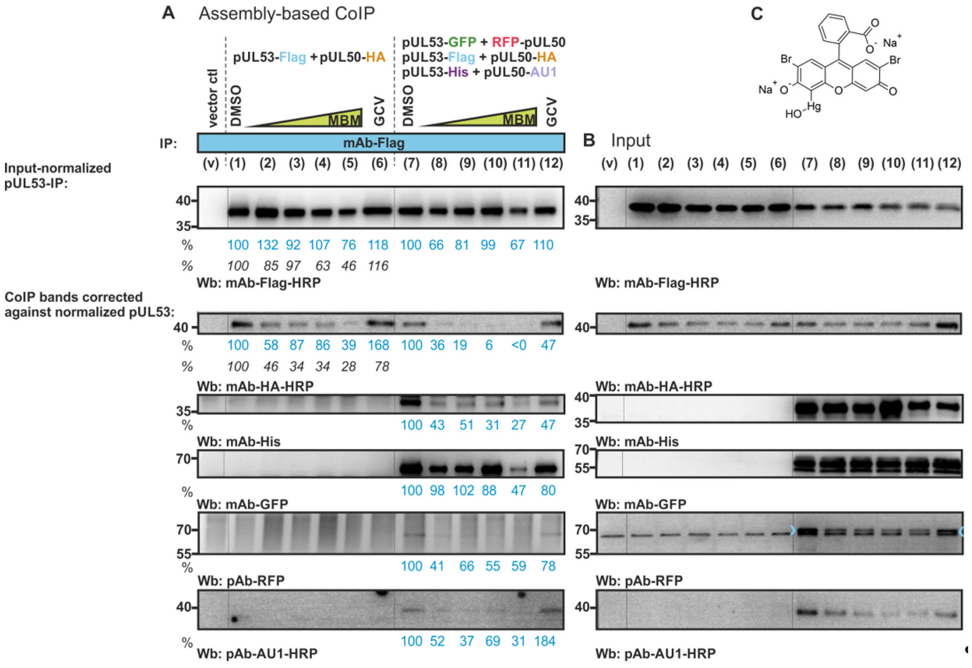 Viruses 13 00462 g007 Viruses 13 00462 g007