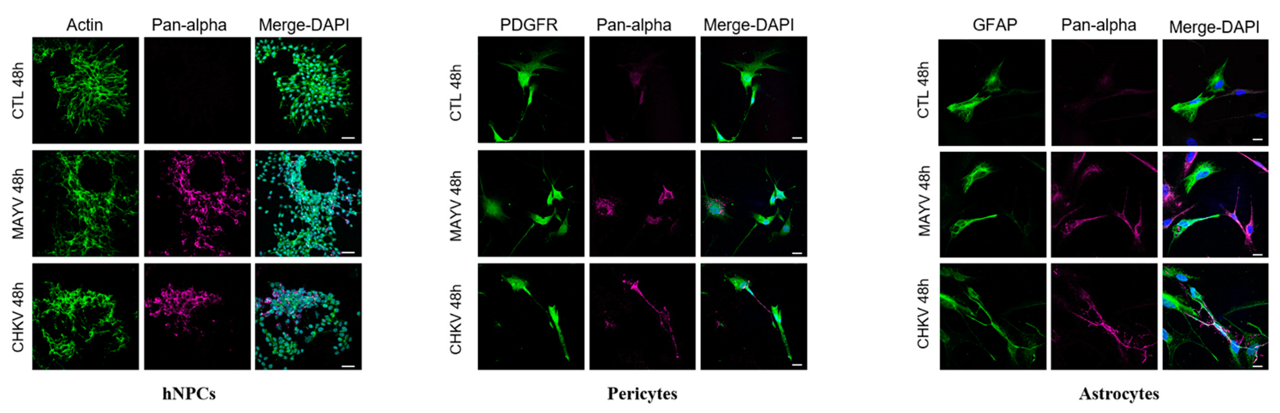 Viruses 13 00465 g002 Viruses 13 00465 g002