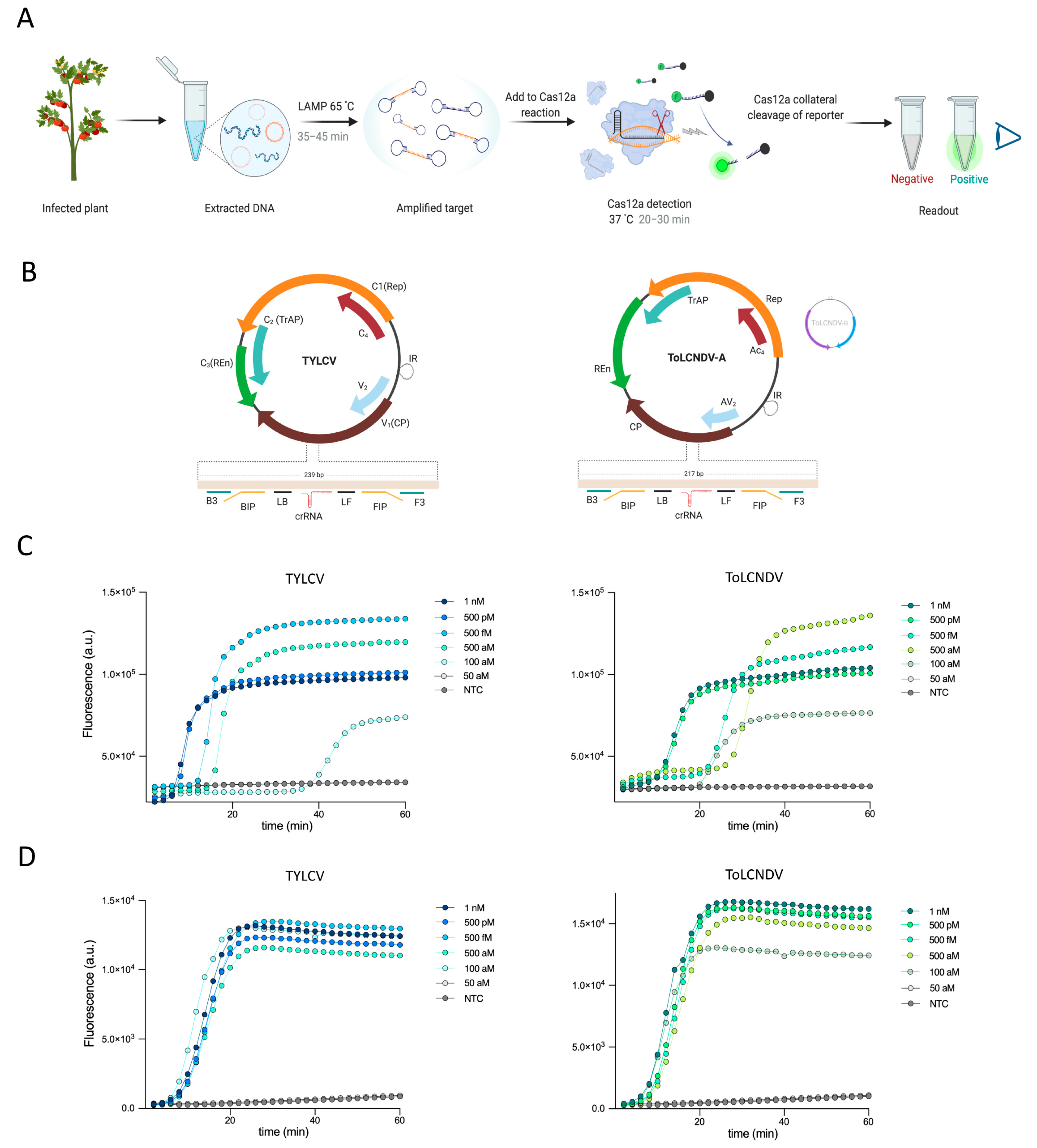 Viruses 13 00466 g001