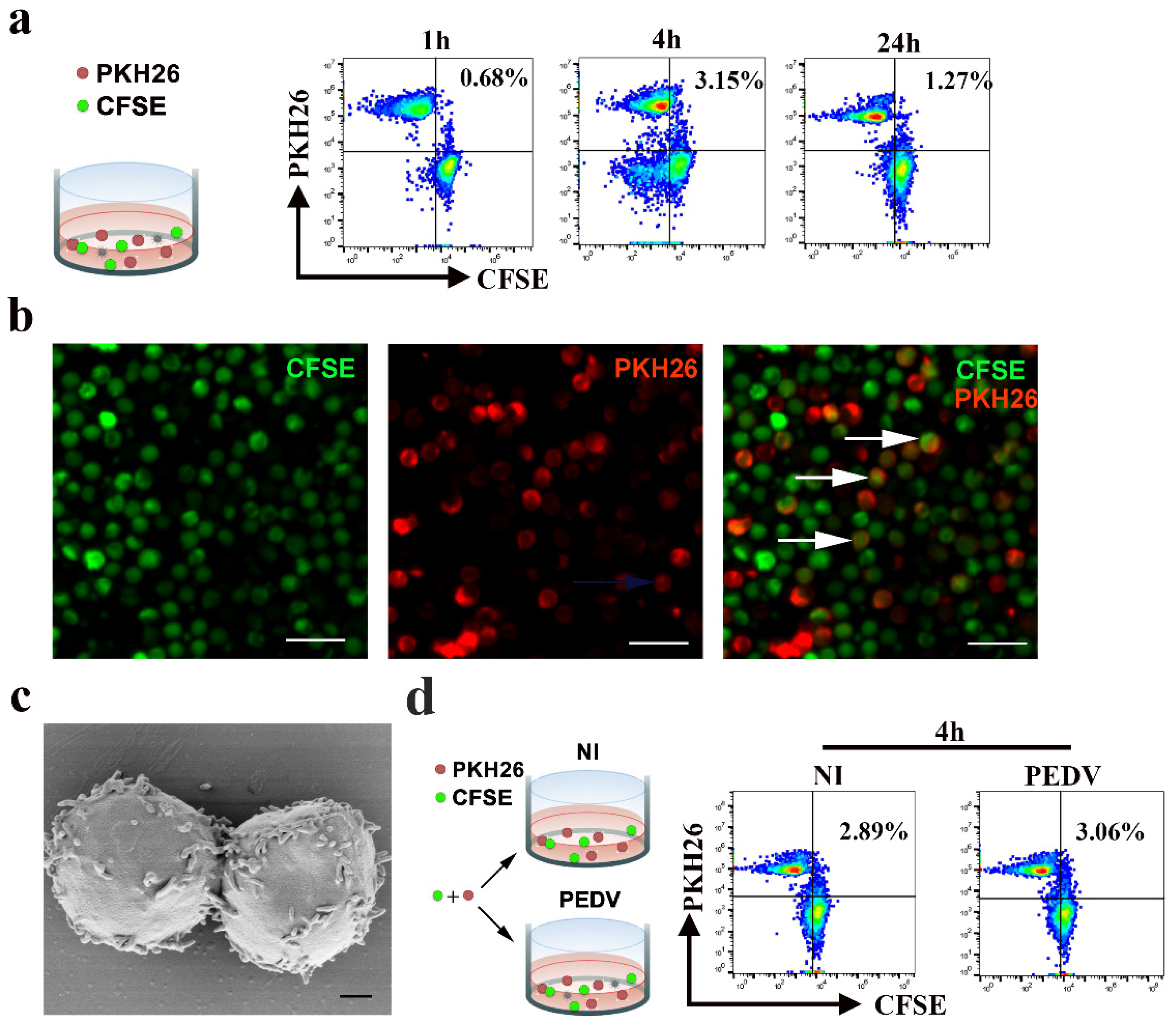 Viruses 13 00469 g005 Viruses 13 00469 g005