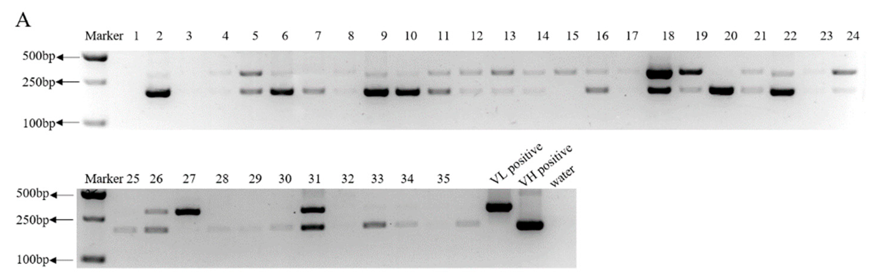 Viruses 13 00472 g006a