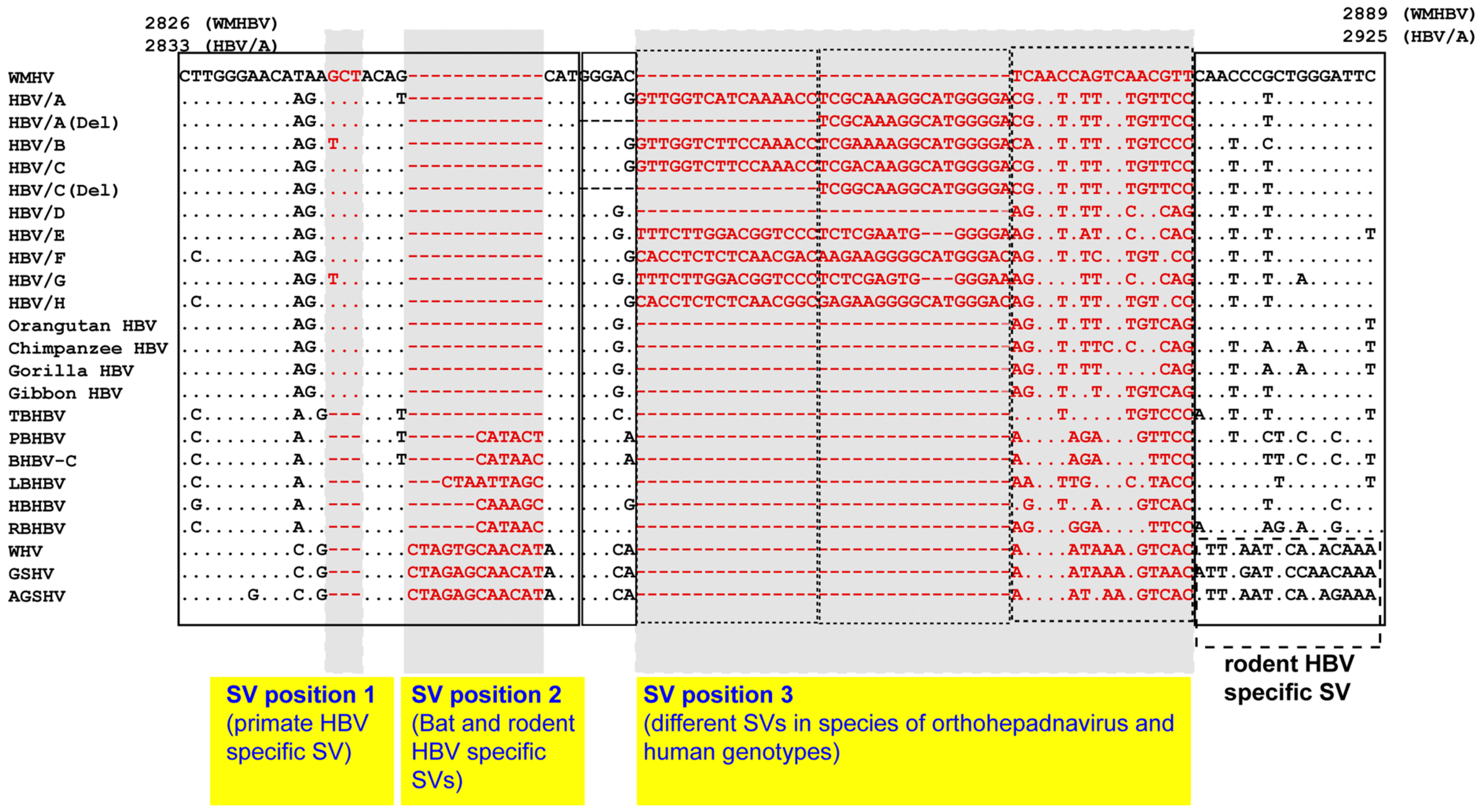 Viruses 13 00473 g004 Viruses 13 00473 g004