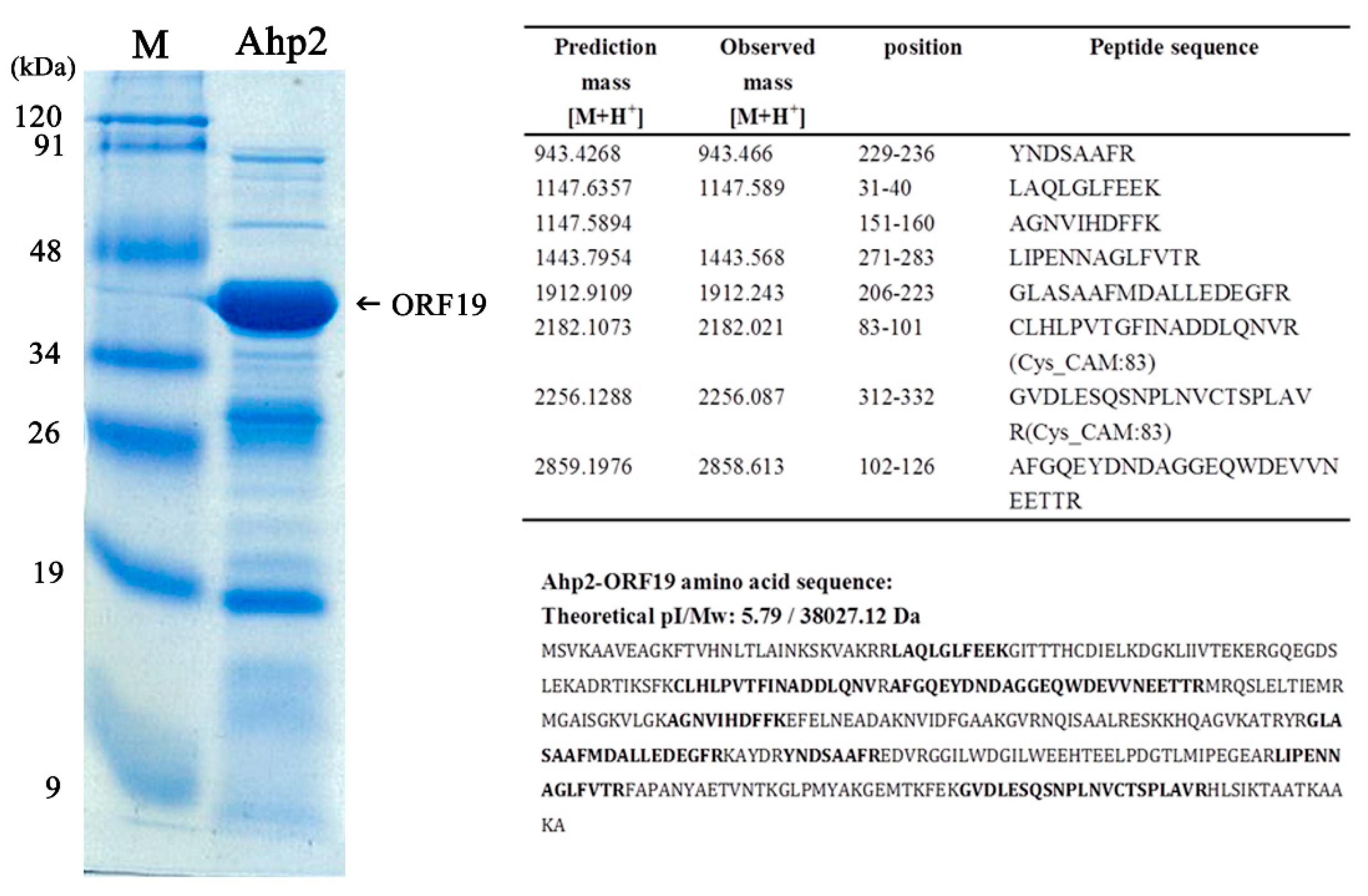 Viruses 13 00477 g005