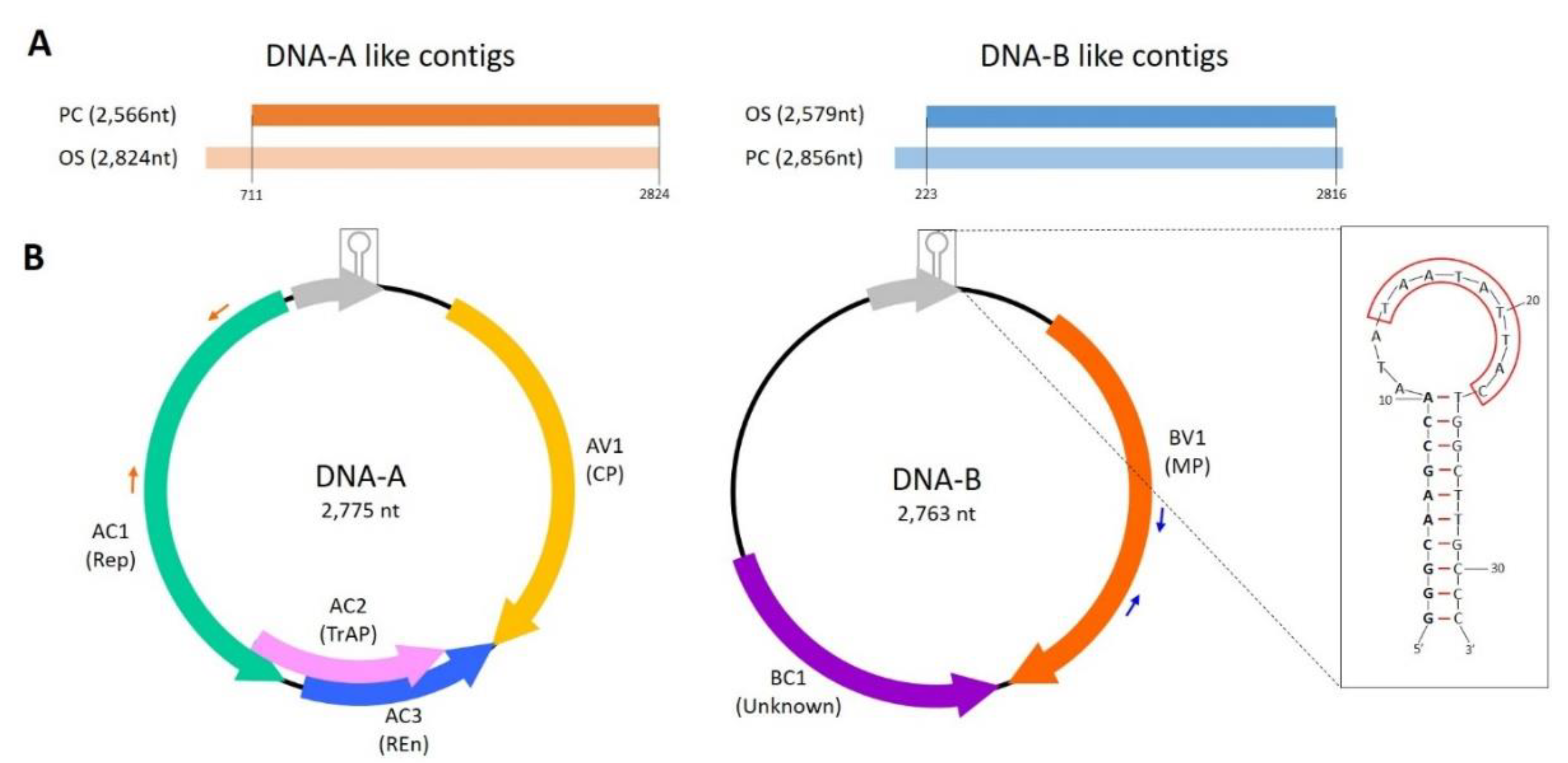 cap contig on bioedit cap contig on bioedit