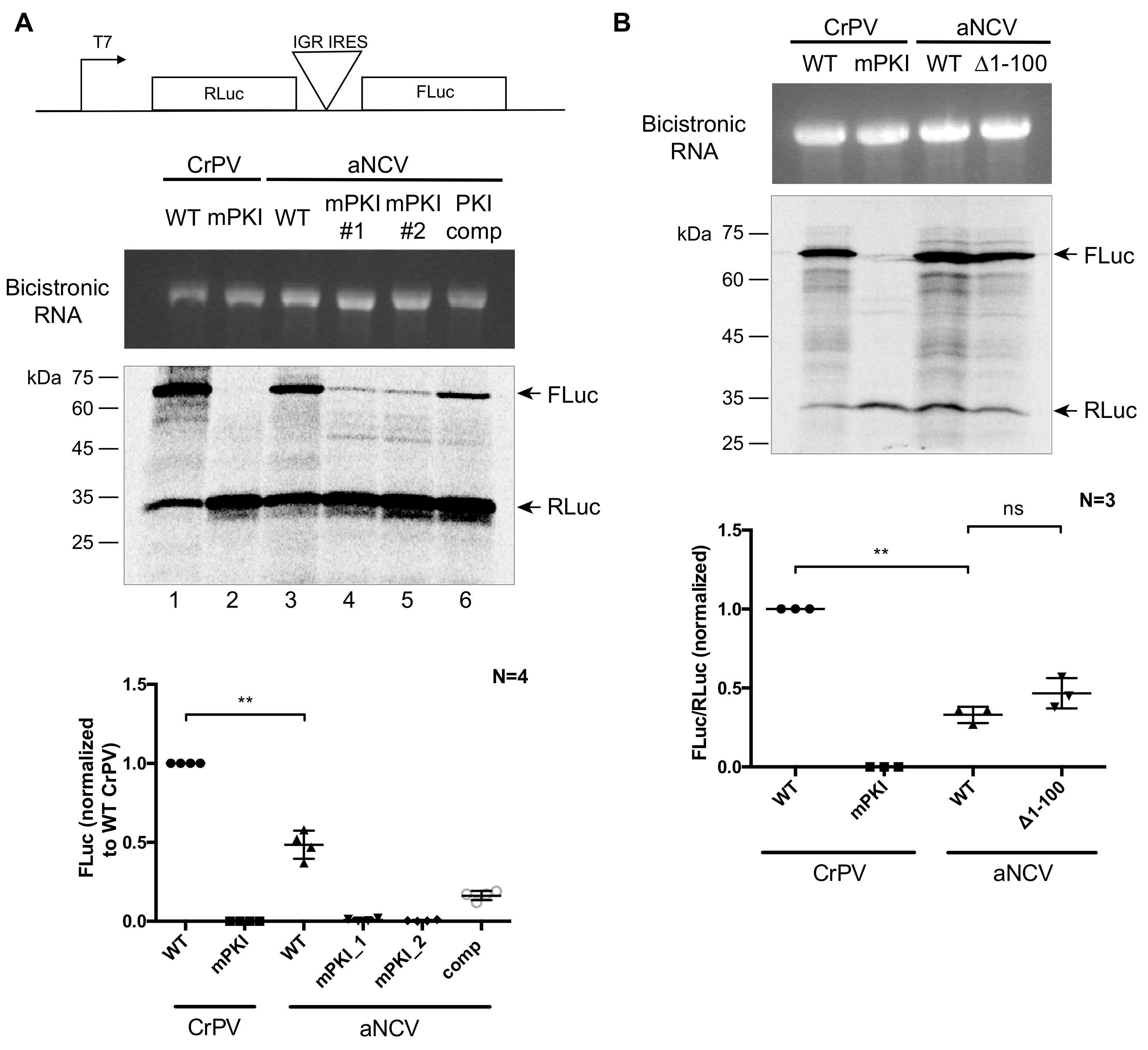 Viruses 13 00493 g005 Viruses 13 00493 g005
