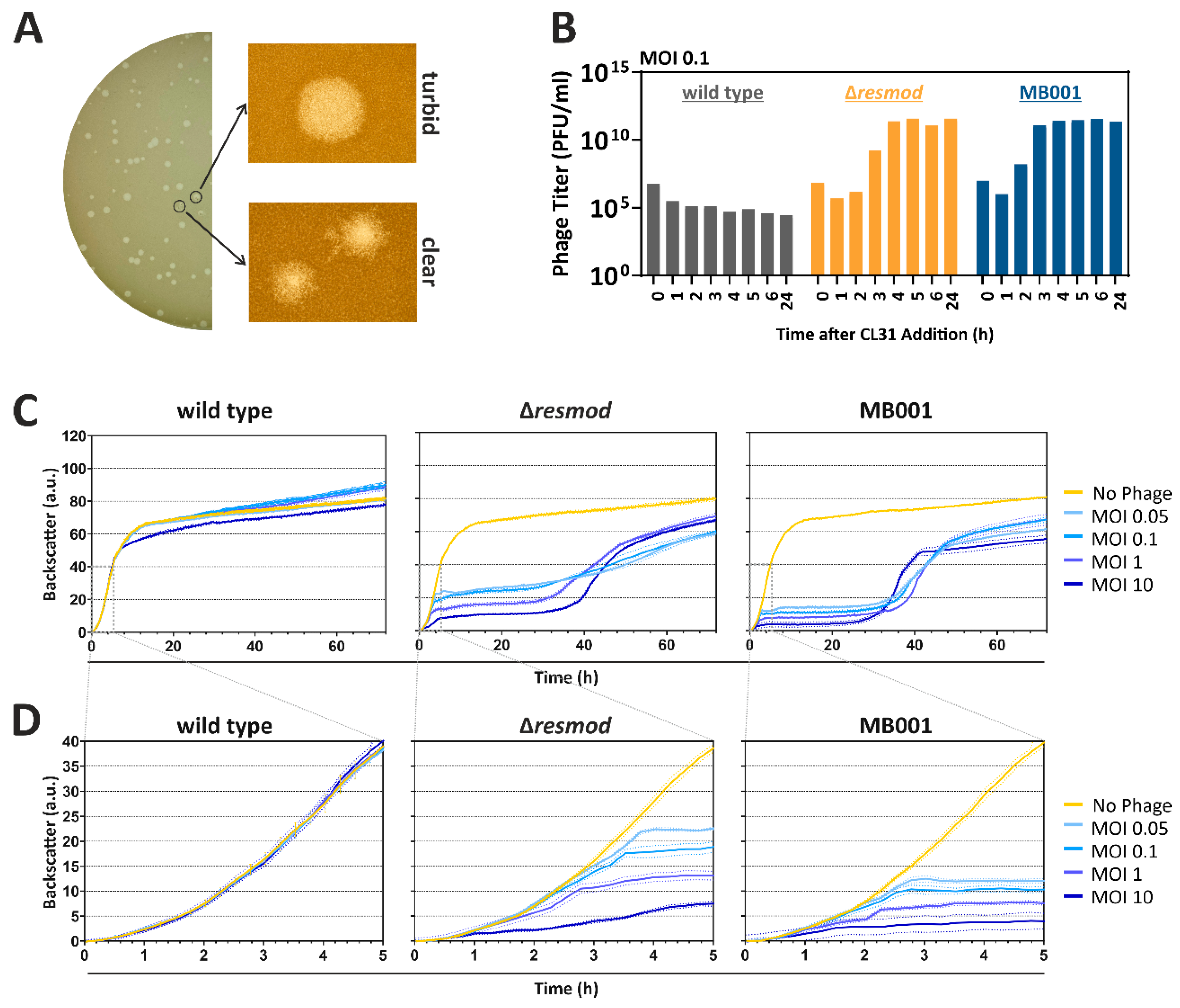 Viruses 13 00495 g002